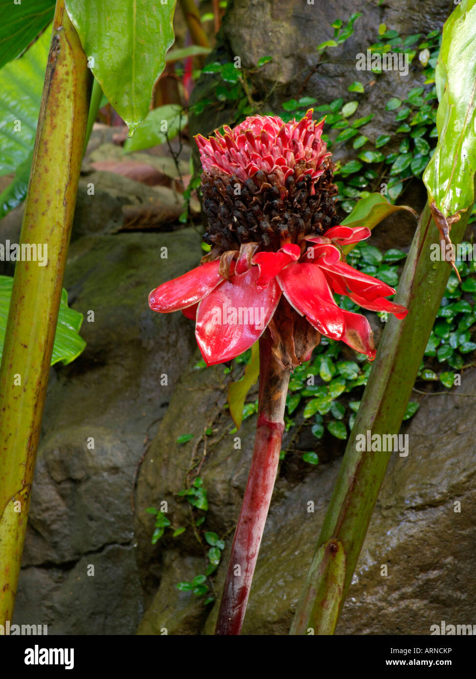 Torch ginger (Etlingera elatior Stock Photo Alamy