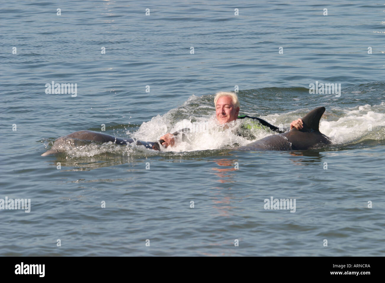 Dolphin swim at Dolphin Research Center Florida USA Stock Photo