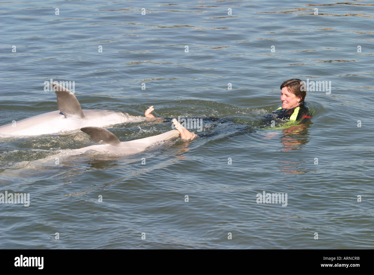 Dolphin swim at Dolphin Research Center Florida USA Stock Photo