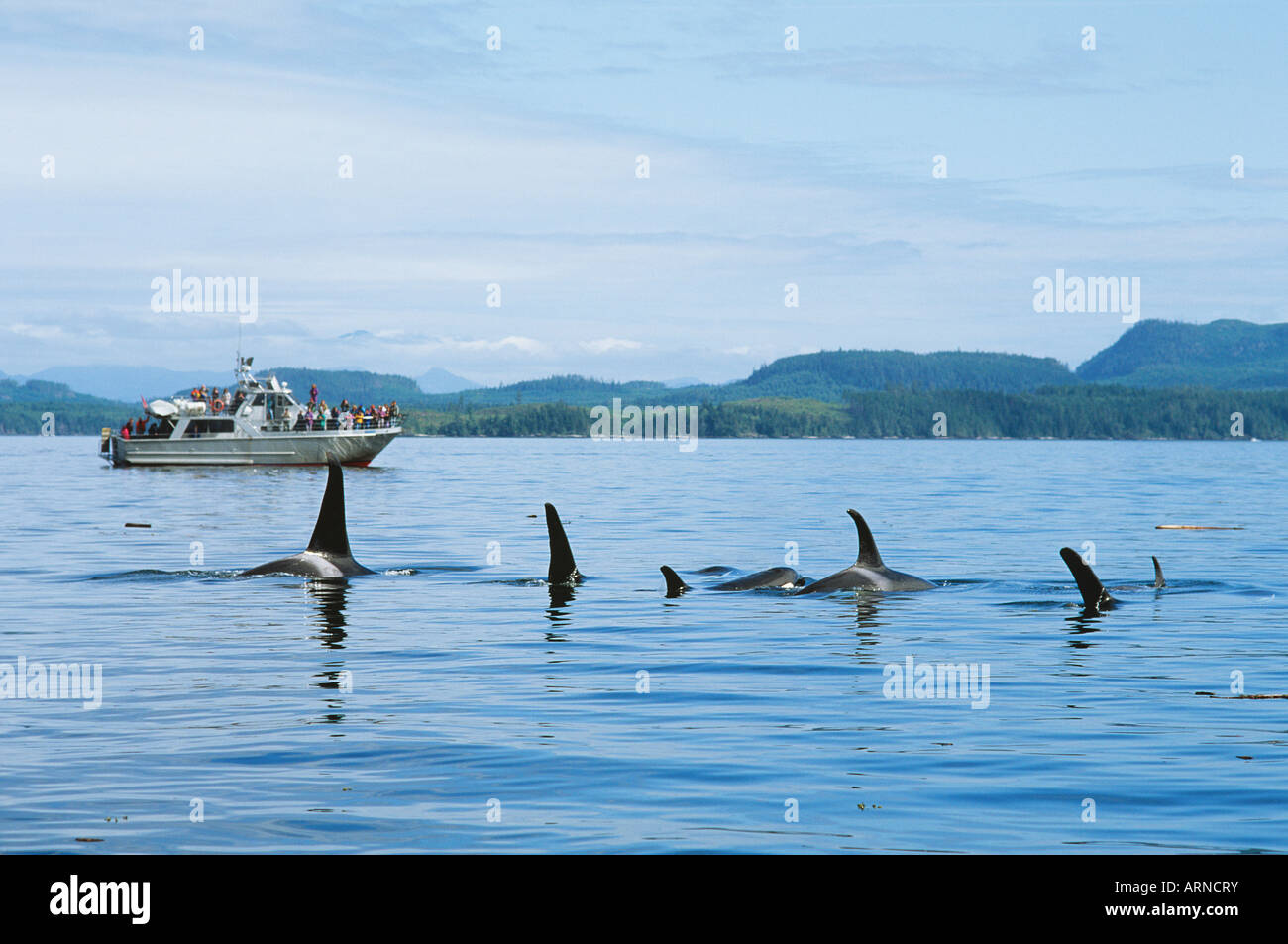 Killer whales (orcinus orca), Johnstone Strait with stubbs charters watching vessel, British Columbia, Canada. Stock Photo