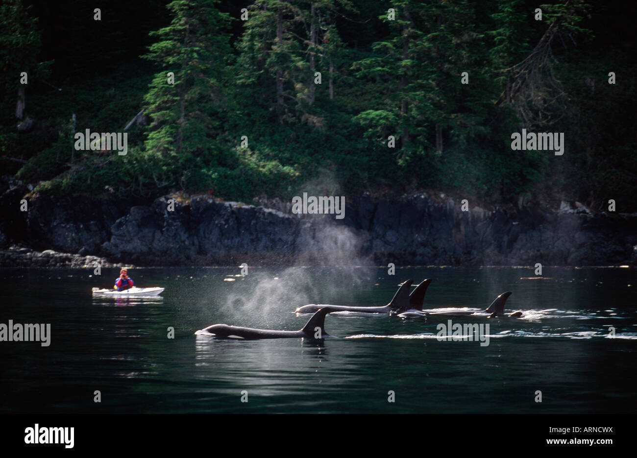 Killer whales (orcinus orca), Johnstone Strait with kayakers, Vancouver Island, British Columbia, Canada. Stock Photo
