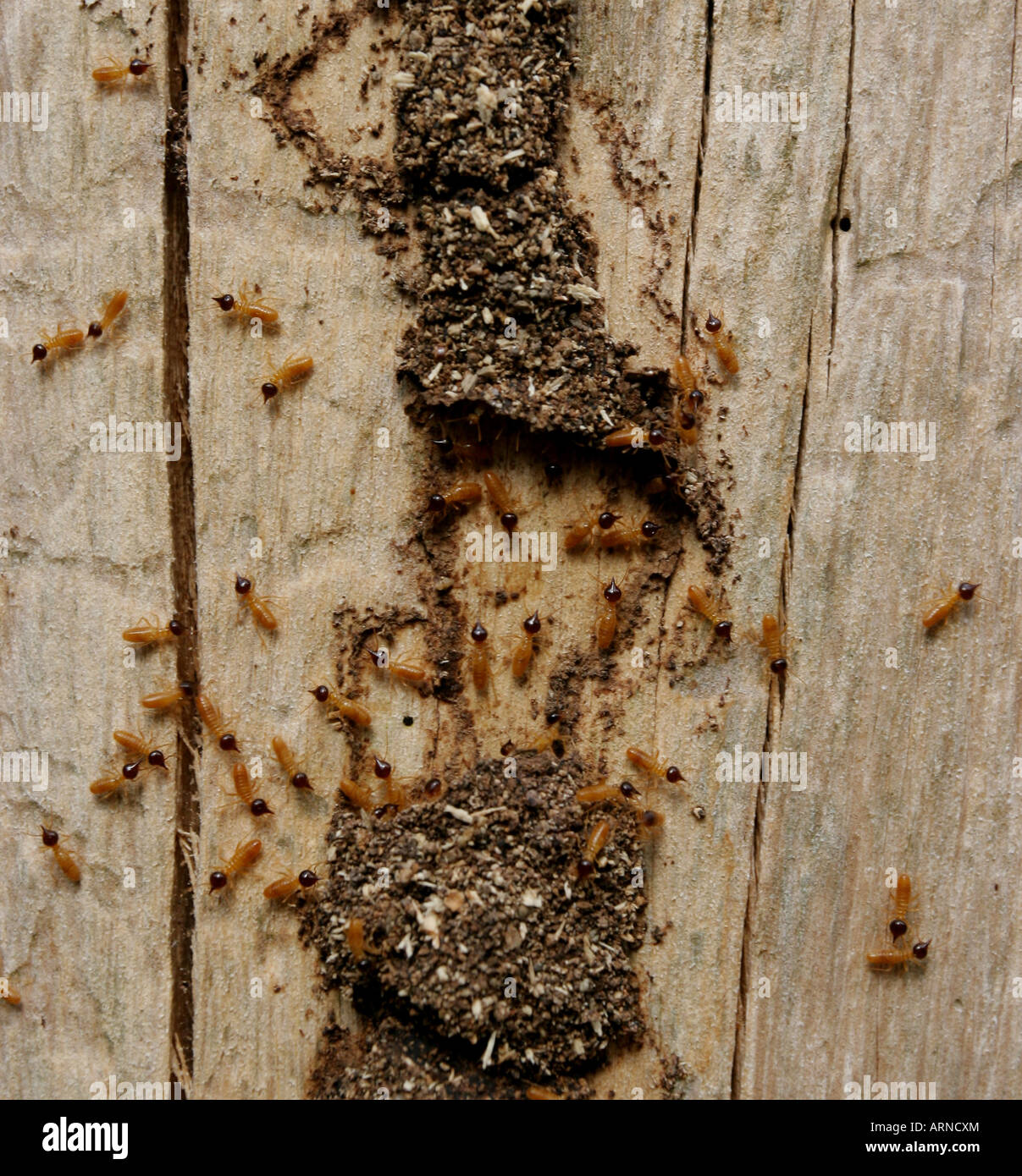 Termite hires stock photography and images Alamy