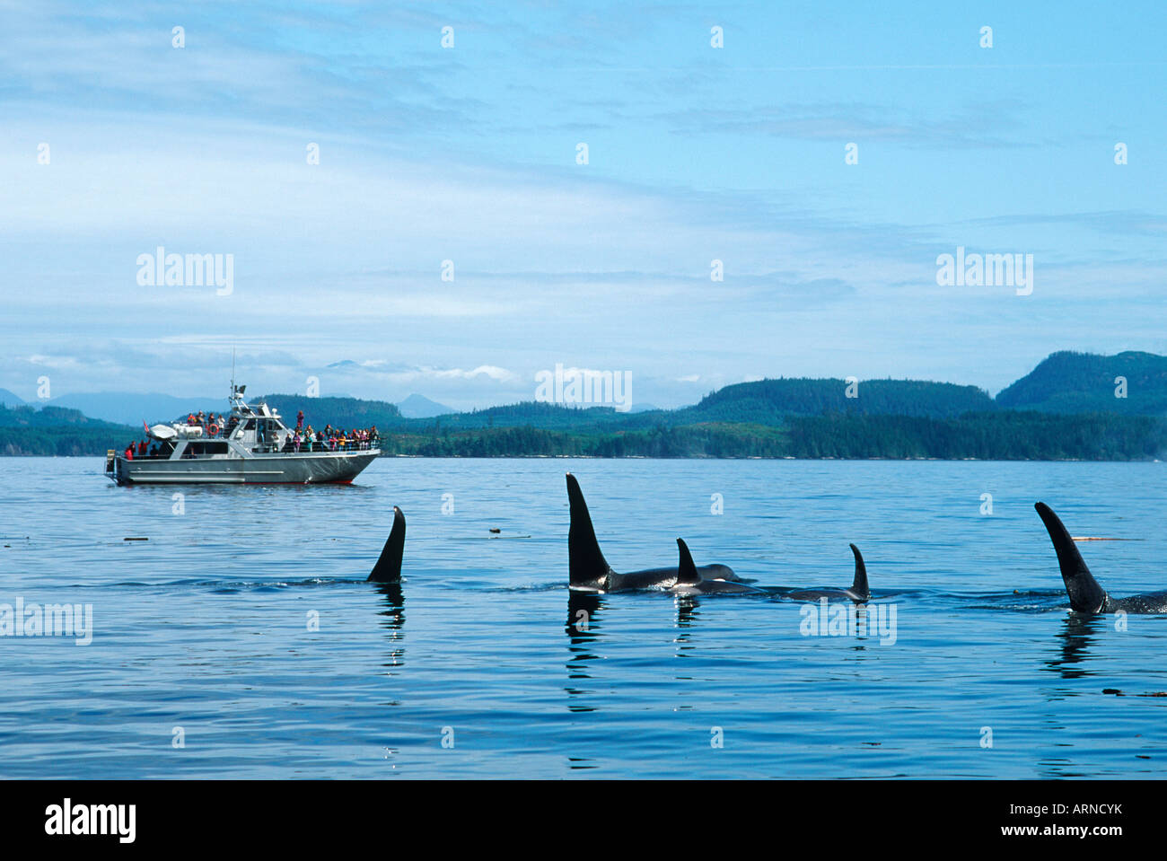 killer whales (orcinus orca), Johnstone Strait with stubbs charters watching vessel, Vancouver Island, British Columbia, Canada. Stock Photo