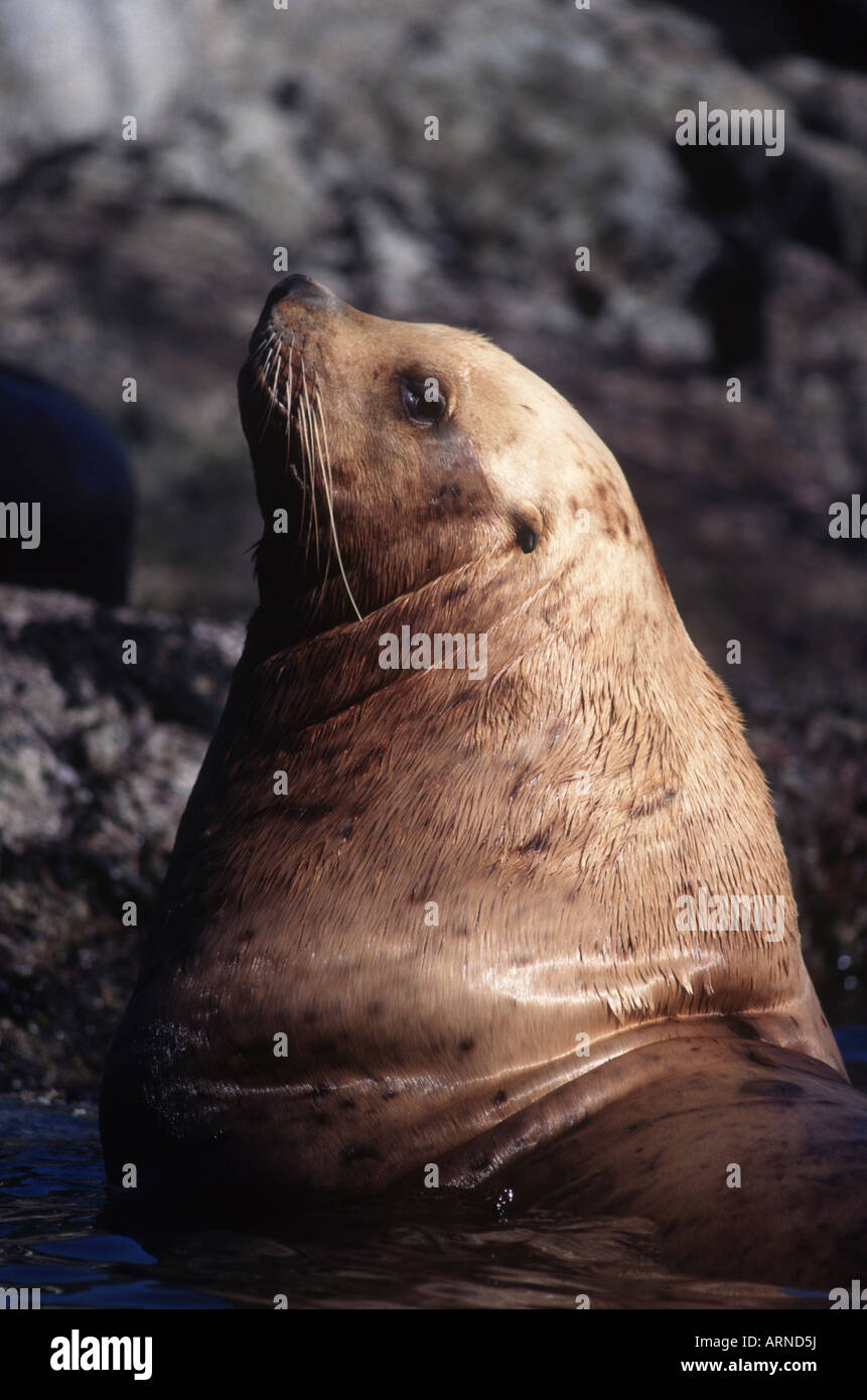 Stellar Sea Lion (Eumetopias jubatus) head shot, Vancouver Island, British Columbia, Canada. Stock Photo