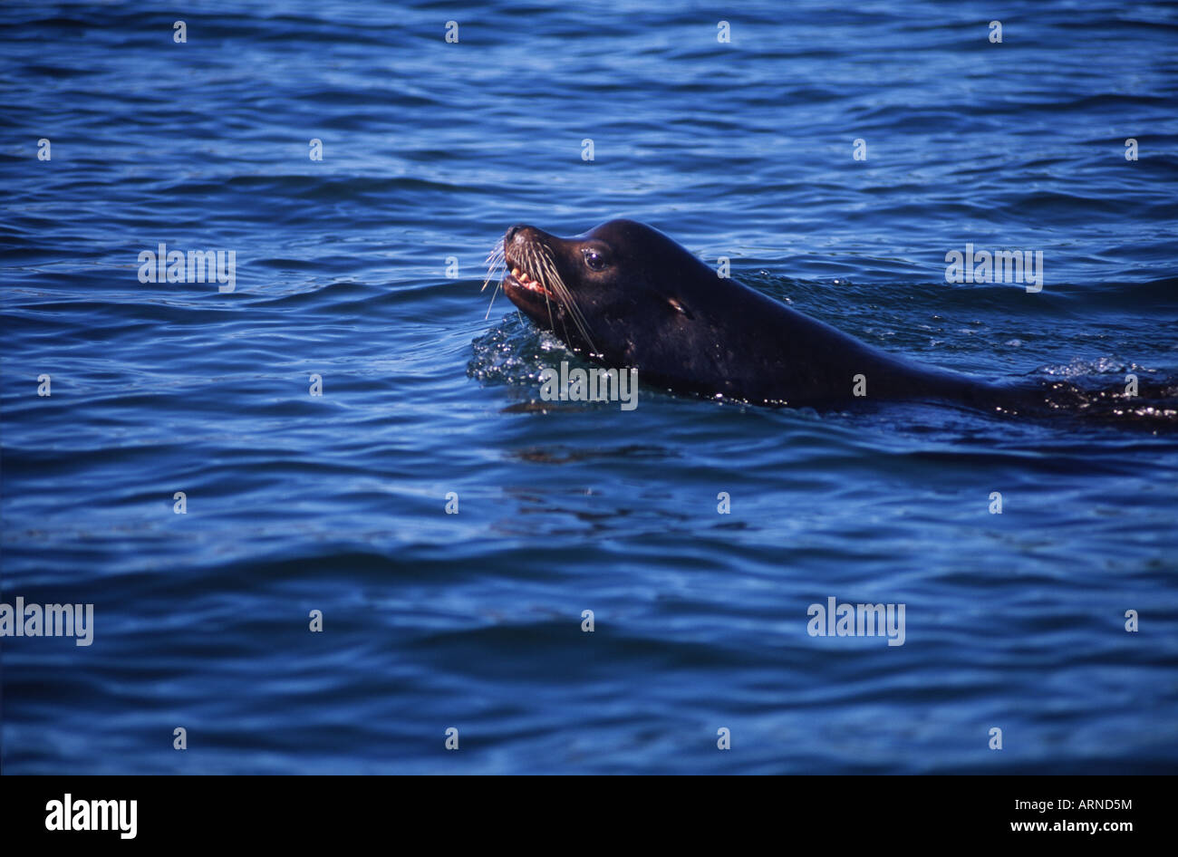 california-sea-lion-zalophus-californianus-swimming-vancouver-island-ARND5M.jpg