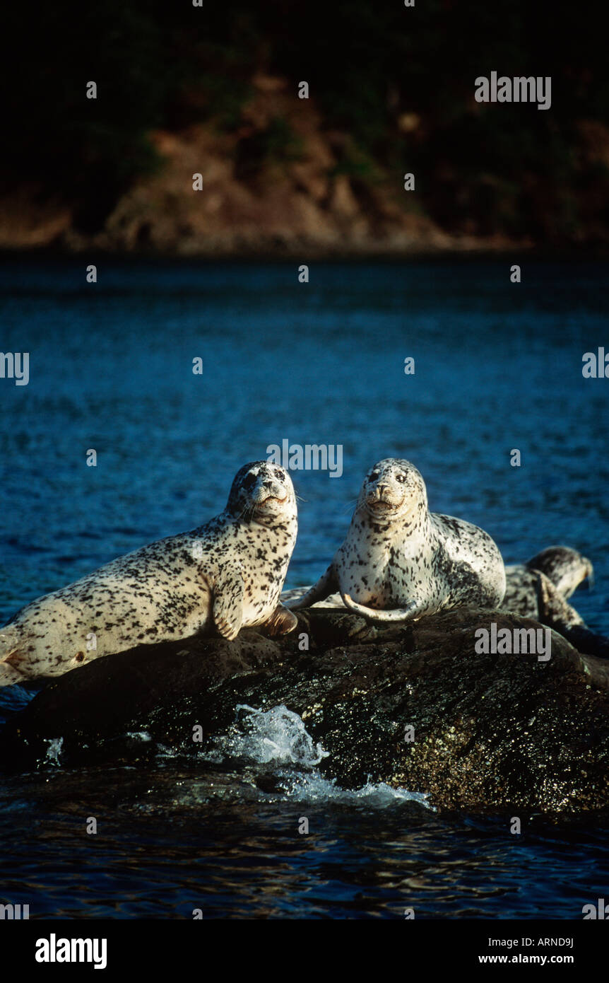 Pacific Harbour seals (Phoca vitulina), Vancouver Island, British