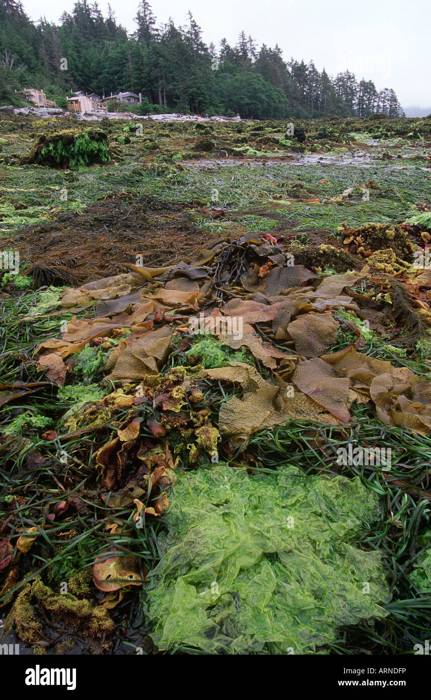 Haida Gwaii, Hot Springs Island, prolific kelp revealed at low tide, British Columbia, Canada. Stock Photo