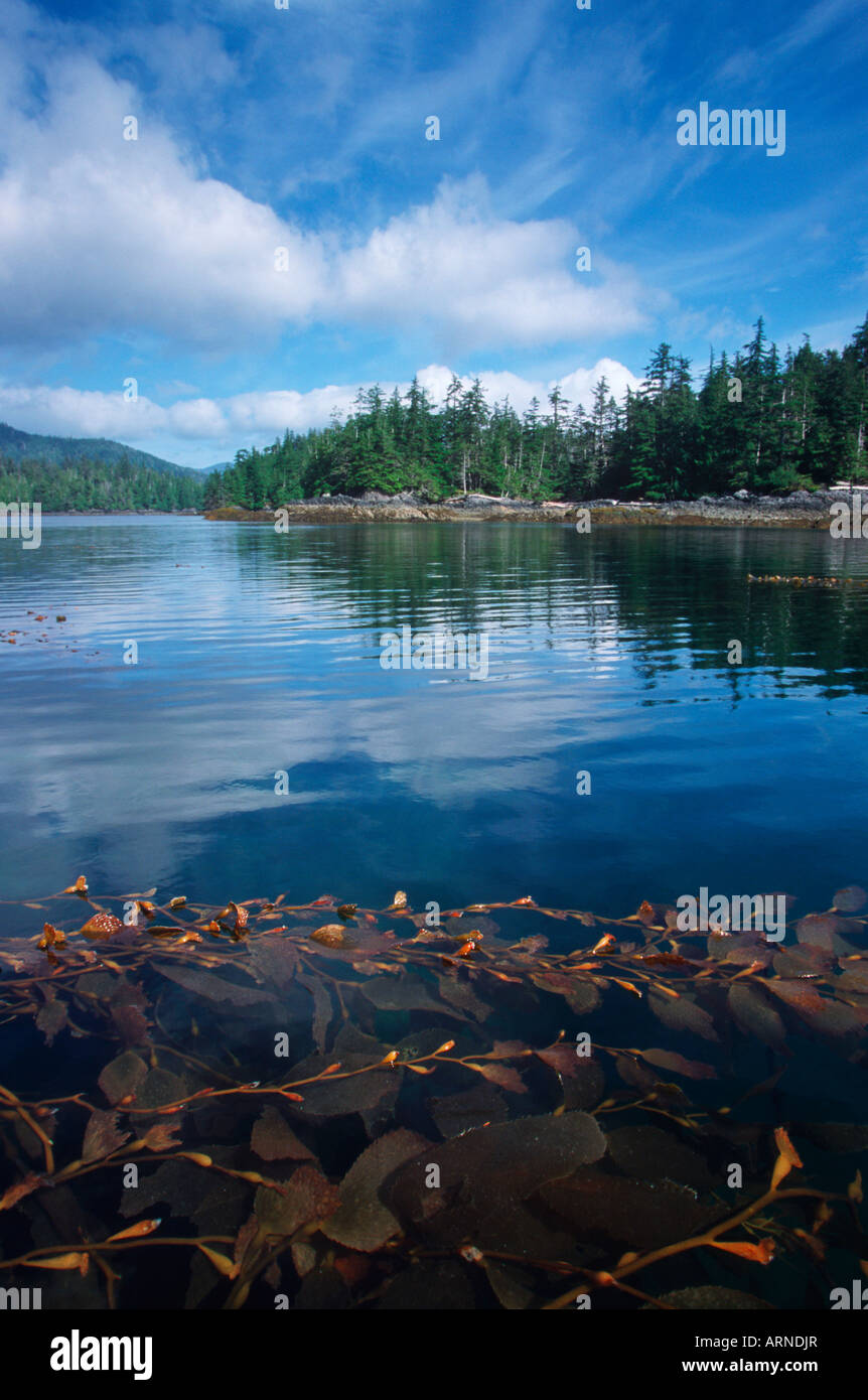 Queen Charlotte Islands - Hadia Gwaii - intertidal life - hot springs island, British Columbia, Canada. Stock Photo
