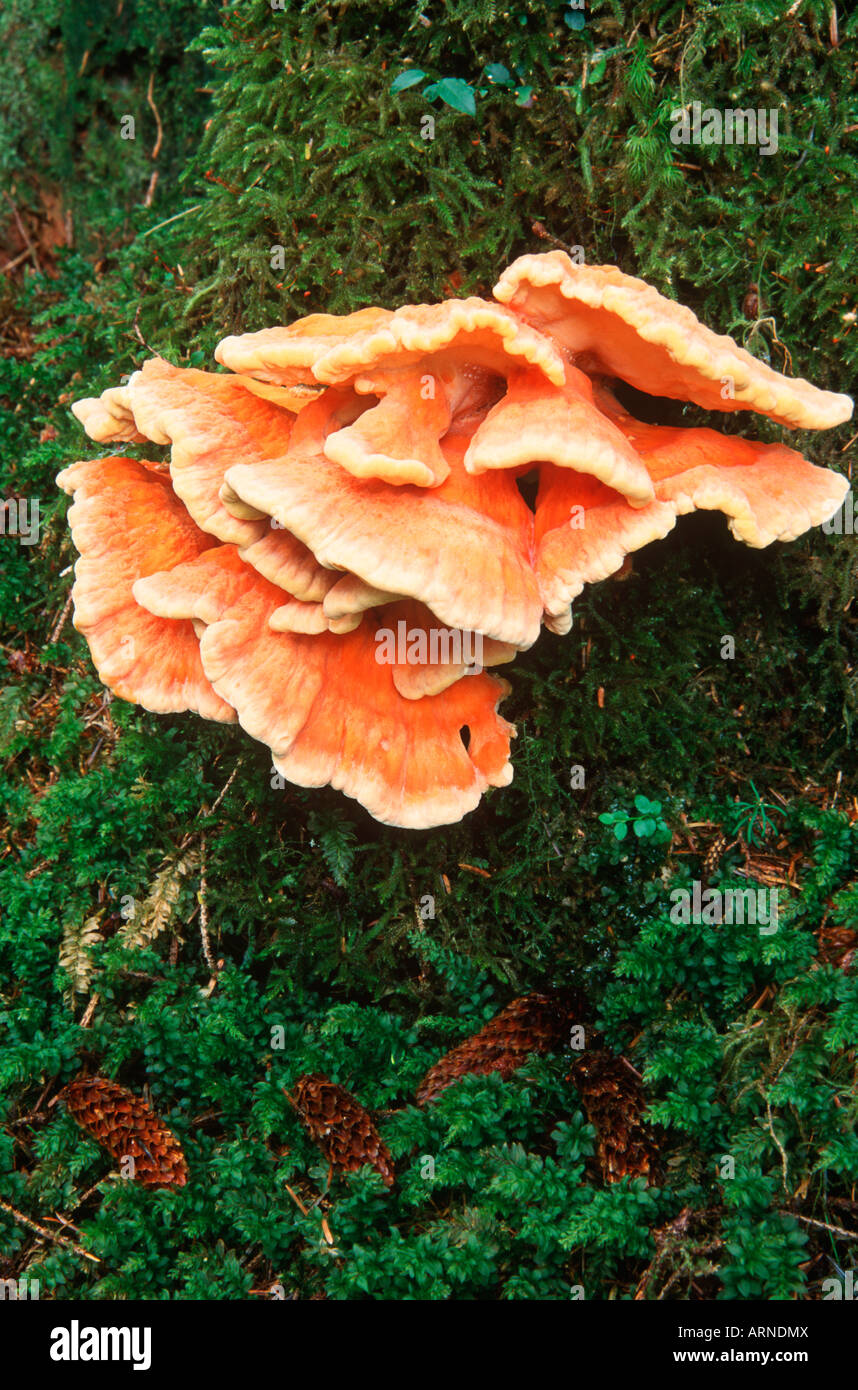Queen Charlotte Islands - Hadia Gwaii - forest fungus, British Stock