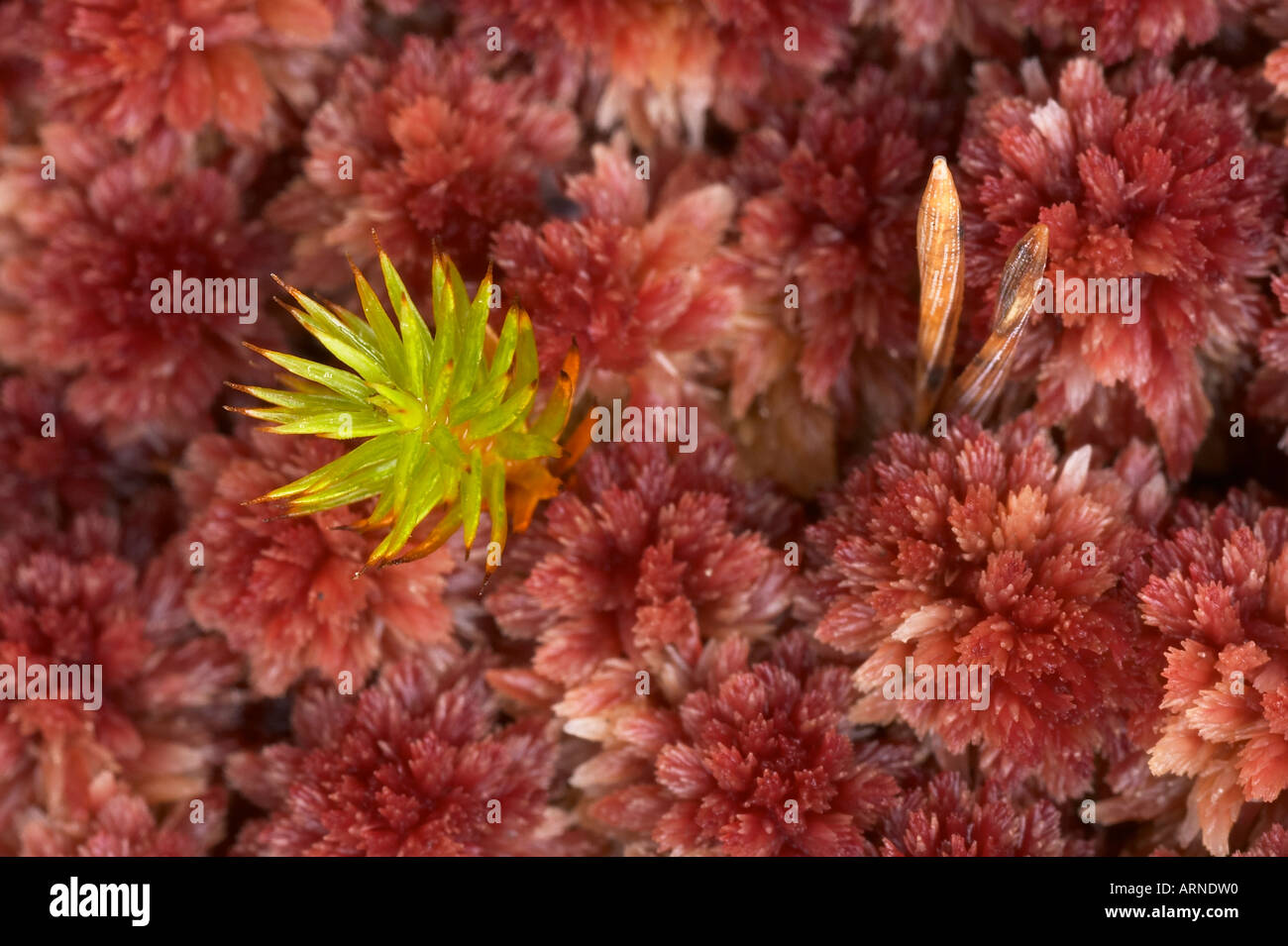 Red moss with green shoot Stock Photo