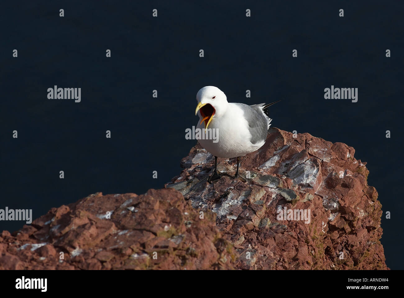 Kittiwake (Rissa tridactyla) Stock Photo