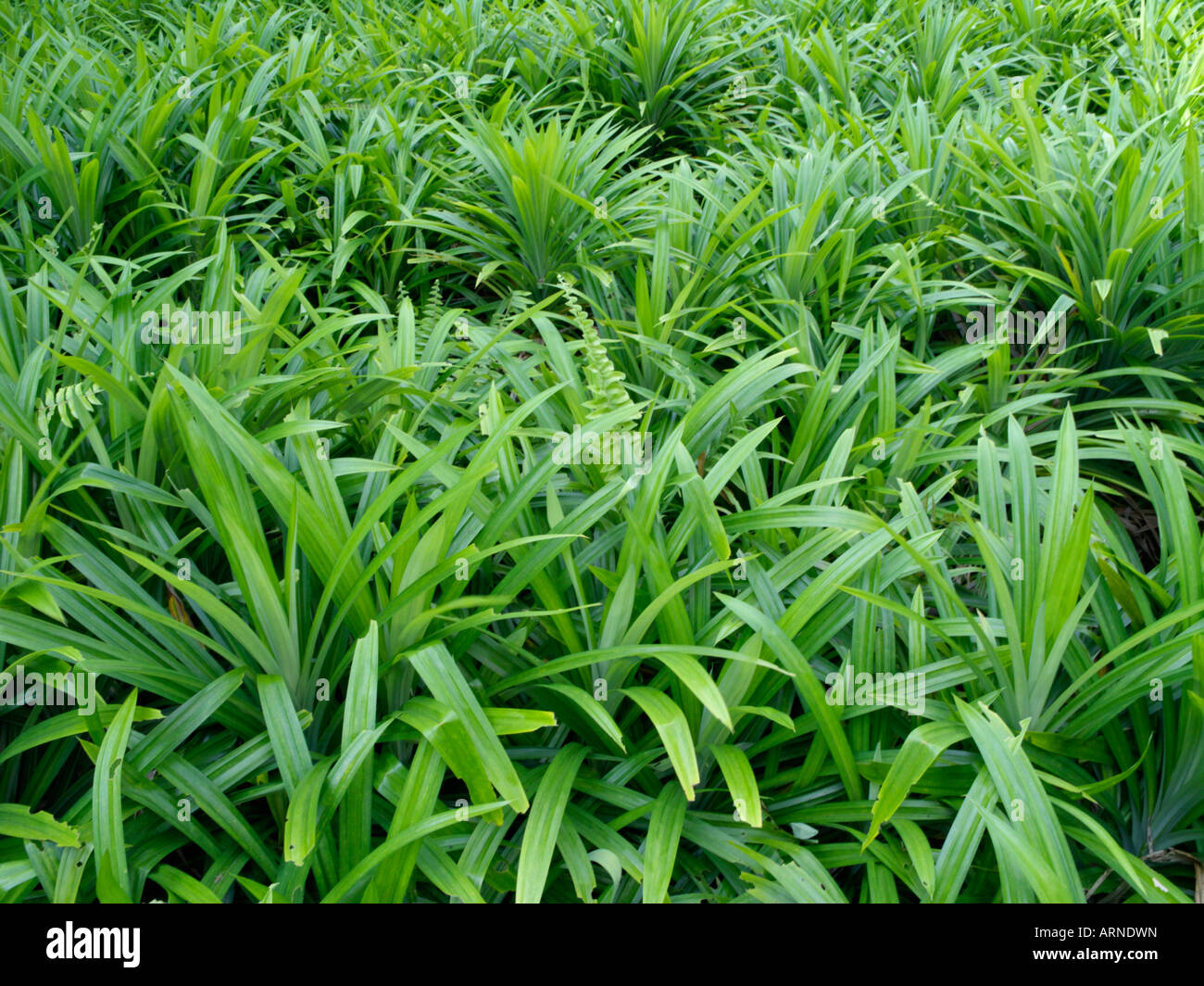 Pandan leaves (Pandanus amaryllifolius Stock Photo Alamy