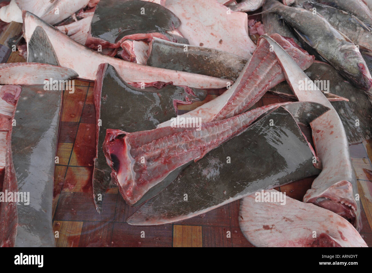 Fish or Wet Market in Kota Kinabulu capital of Sabah Northern Borneo Malaysia Sharks and fins Stock Photo
