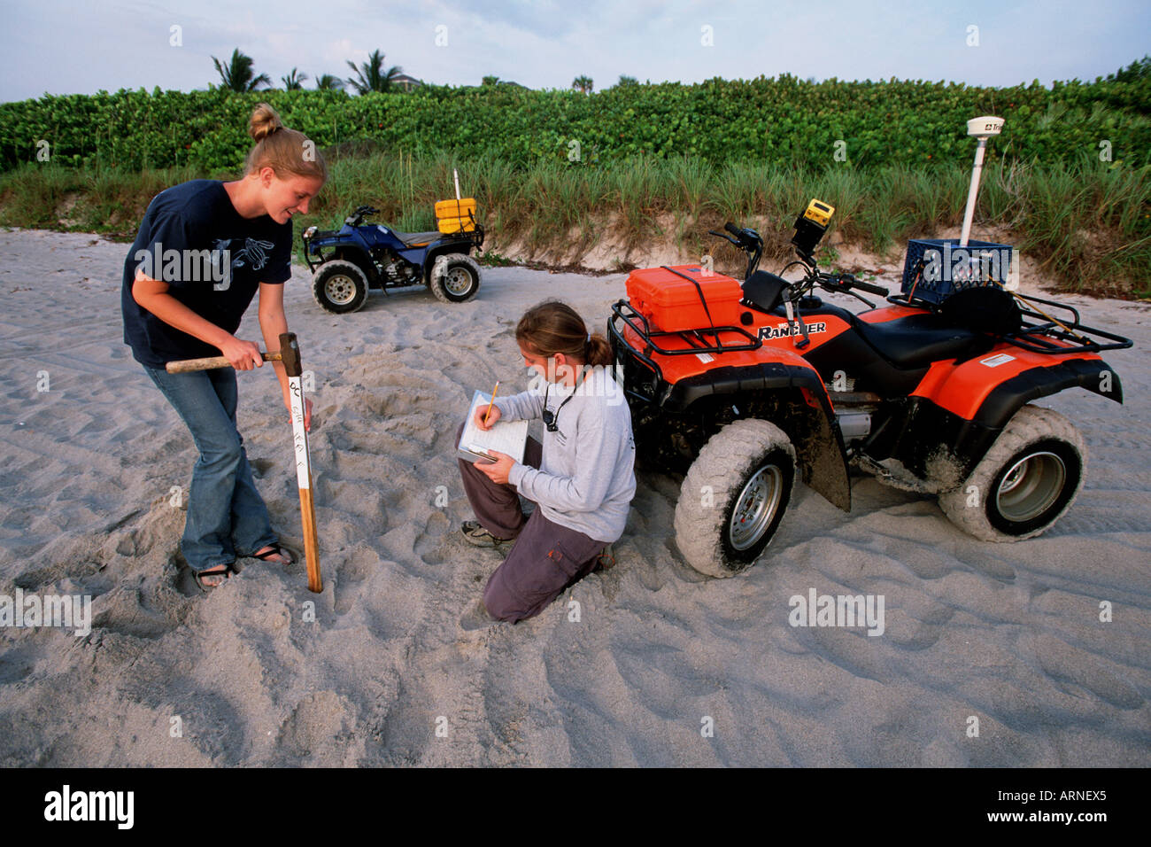 Marine scientists study the Leatherback Turtle Dermochelys coriacea Counting nests and eggs monitors the health of this endangered species Florida Stock Photo