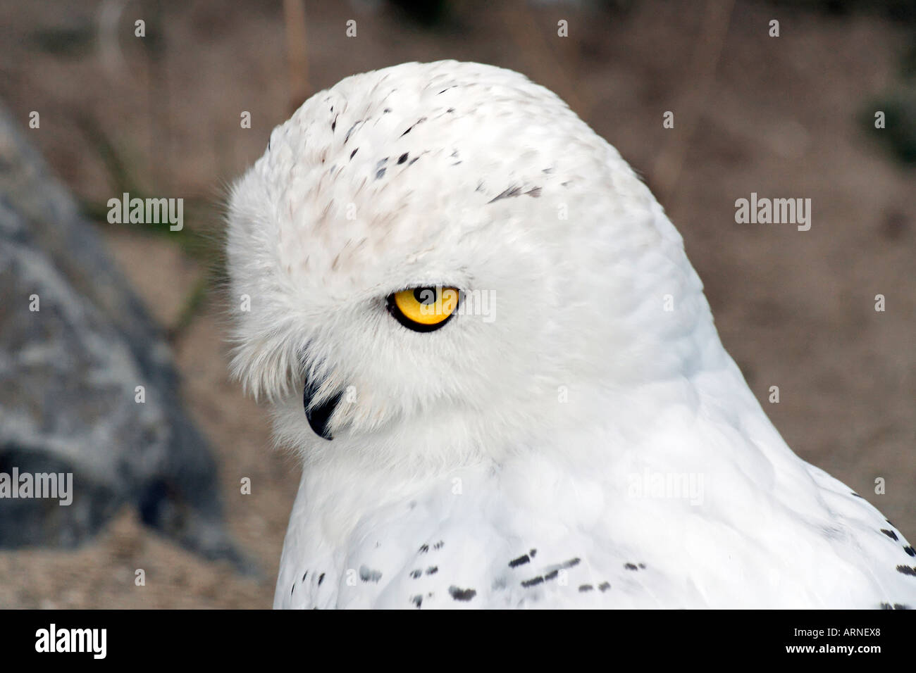 Snowy Owl (Bubo scandiacus), portrait Stock Photo - Alamy