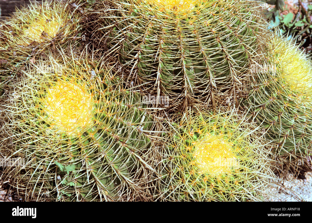 Marimurtra Botanical Garden Hi res Stock Photography And Images Alamy marimurtra-botanical-garden-hi-res-stock-photography-and-images-alamy