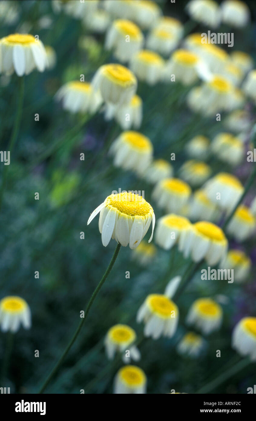 Anthemis Tinctoria Hollandaise Sauce drooping in early morning Stock Photo