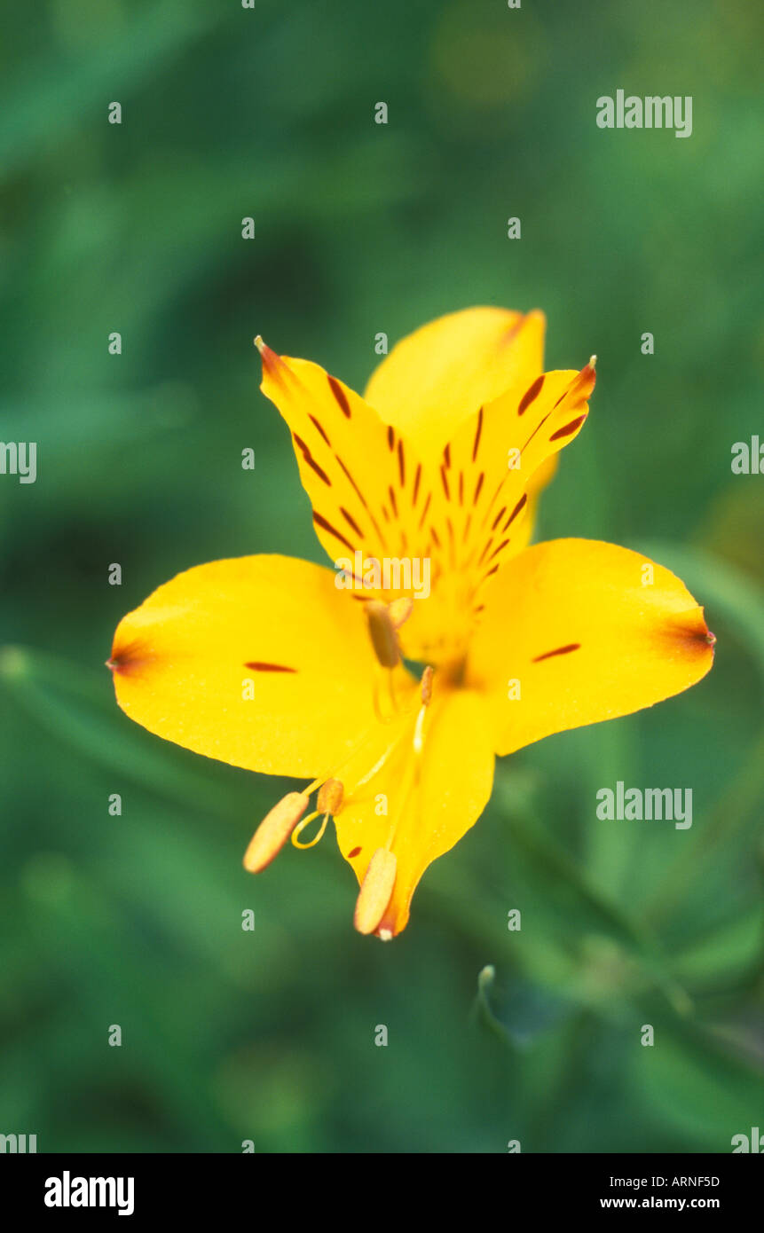 Peruvian Lily alstroemeria aurantiaca Stock Photo Alamy