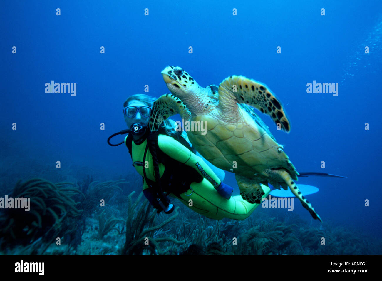 Hawksbill turtle Eretmochelys imbricata are endangered and use their narrow jaw to eat sponges