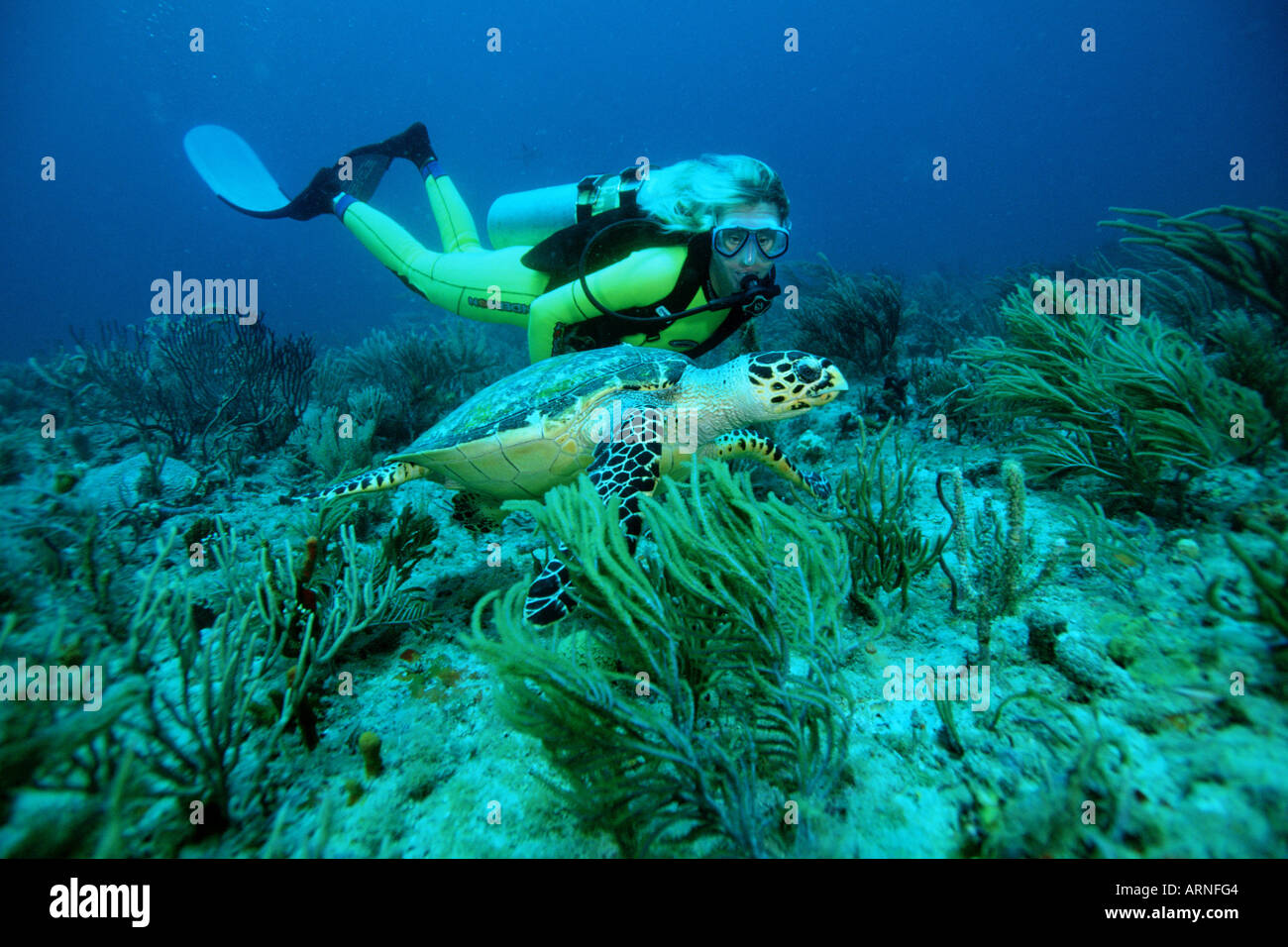 Hawksbill turtle Eretmochelys imbricata are endangered and use their narrow jaw to eat sponges