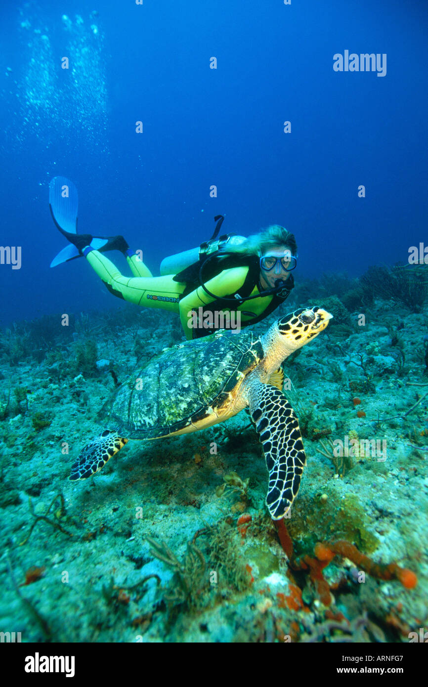 Hawksbill turtle Eretmochelys imbricata are endangered and use their narrow jaw to eat sponges