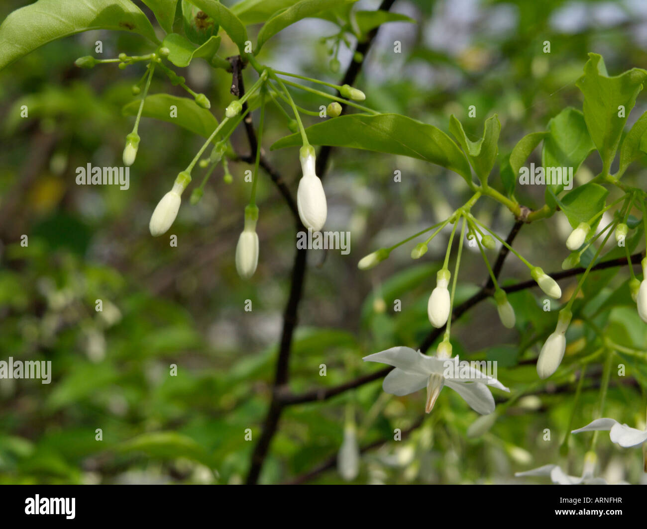 Water jasmine (Wrightia religiosa Stock Photo Alamy