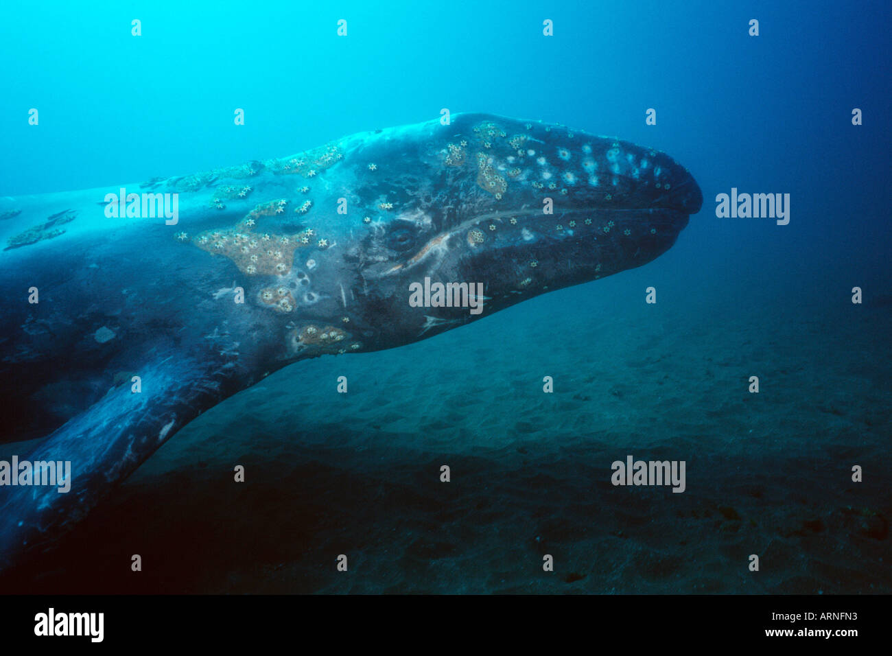 Gray whale Eschrichtius robustus is found in the Pacific ocean They grow to be 50 feet long They travel 10 000 miles each year the longest known mammal migration California Pacific Ocean Stock Photo