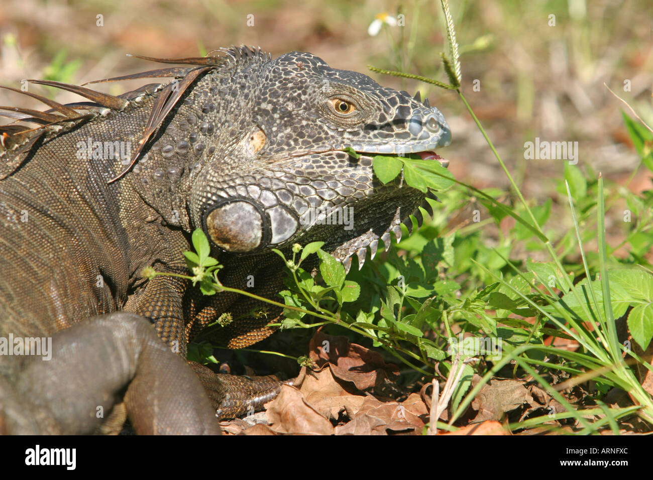 Iguana eat grass in Florida Stock Photo Alamy