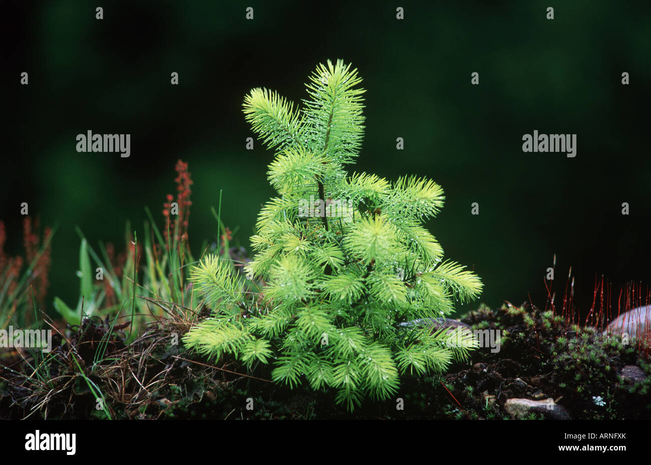 Young Fir tree flushing new tips in spring time, British Columbia, Canada. Stock Photo