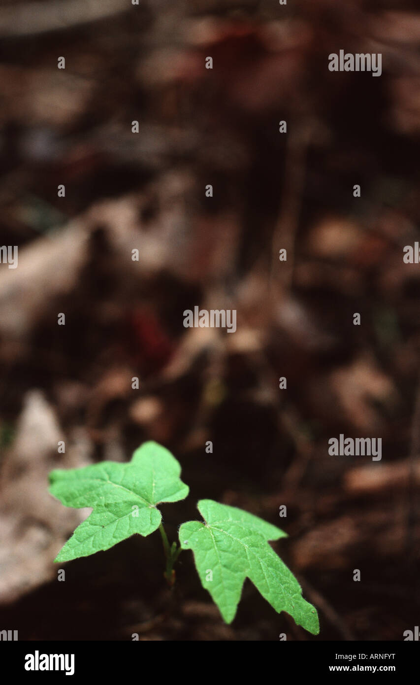 Young maple tree sapling grows in spring time, British Columbia, Canada. Stock Photo