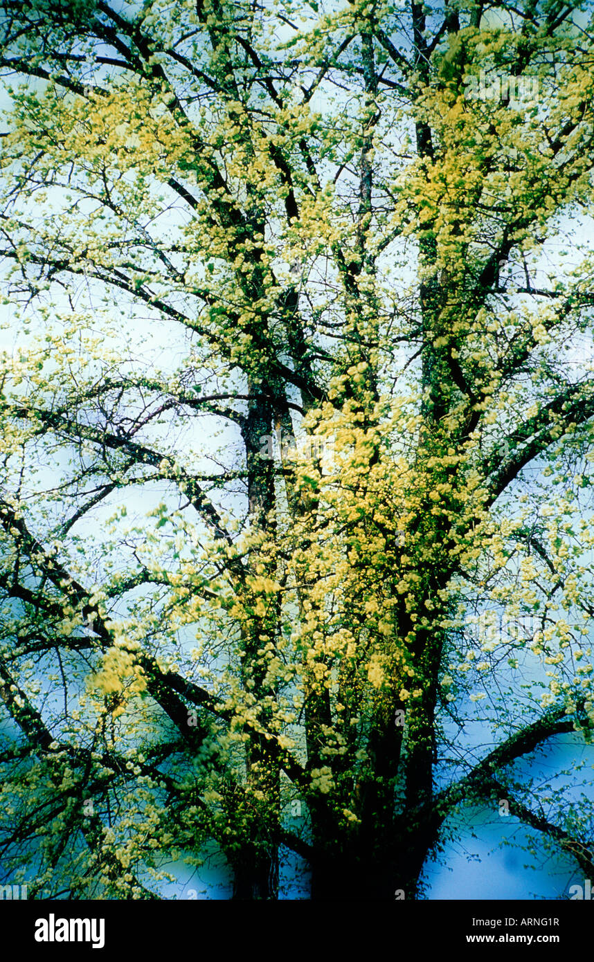 Tree abstract , spring leafs with ethereal effect, British Columbia, Canada. Stock Photo