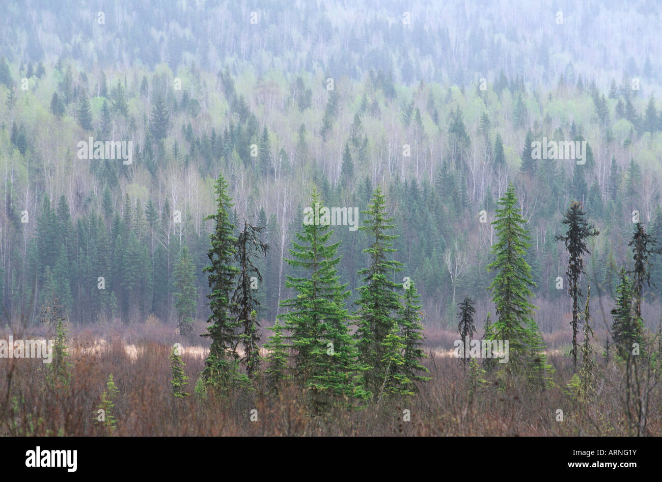 Spring leaves on poplar trees with firs in dark tones, British Columbia, Canada. Stock Photo