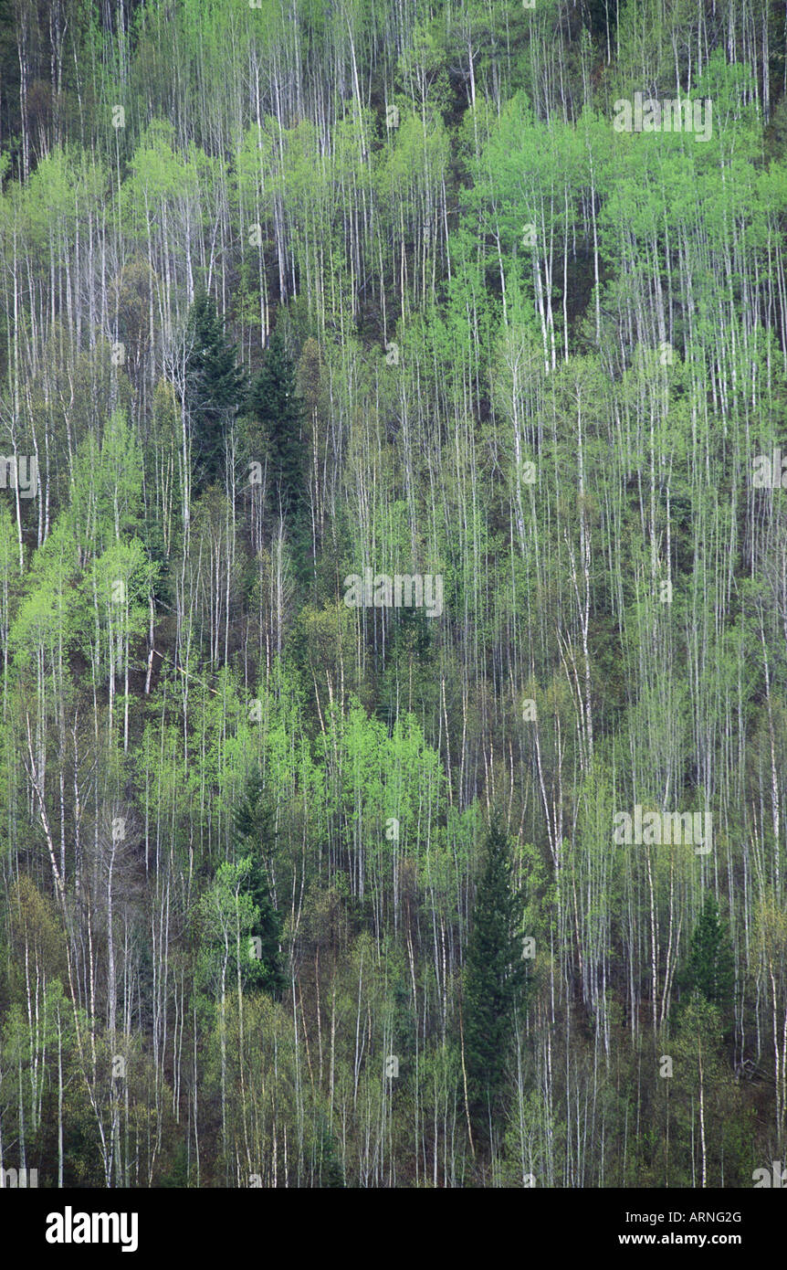 Spring leaves on poplar trees with firs in dark tones, British Columbia, Canada. Stock Photo