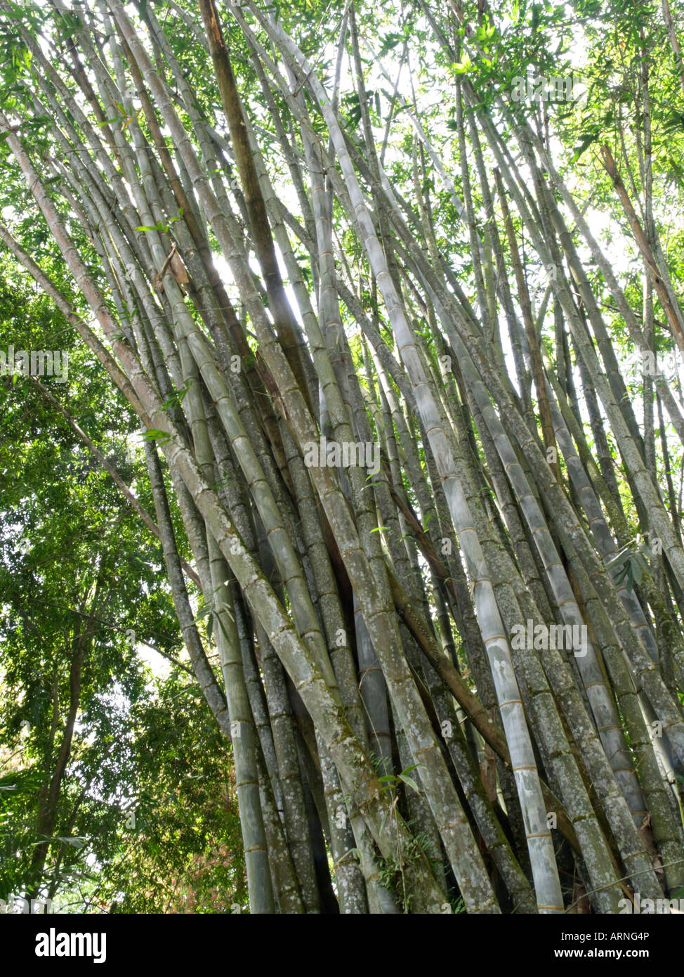 Giant bamboo (Dendrocalamus giganteus) Stock Photo
