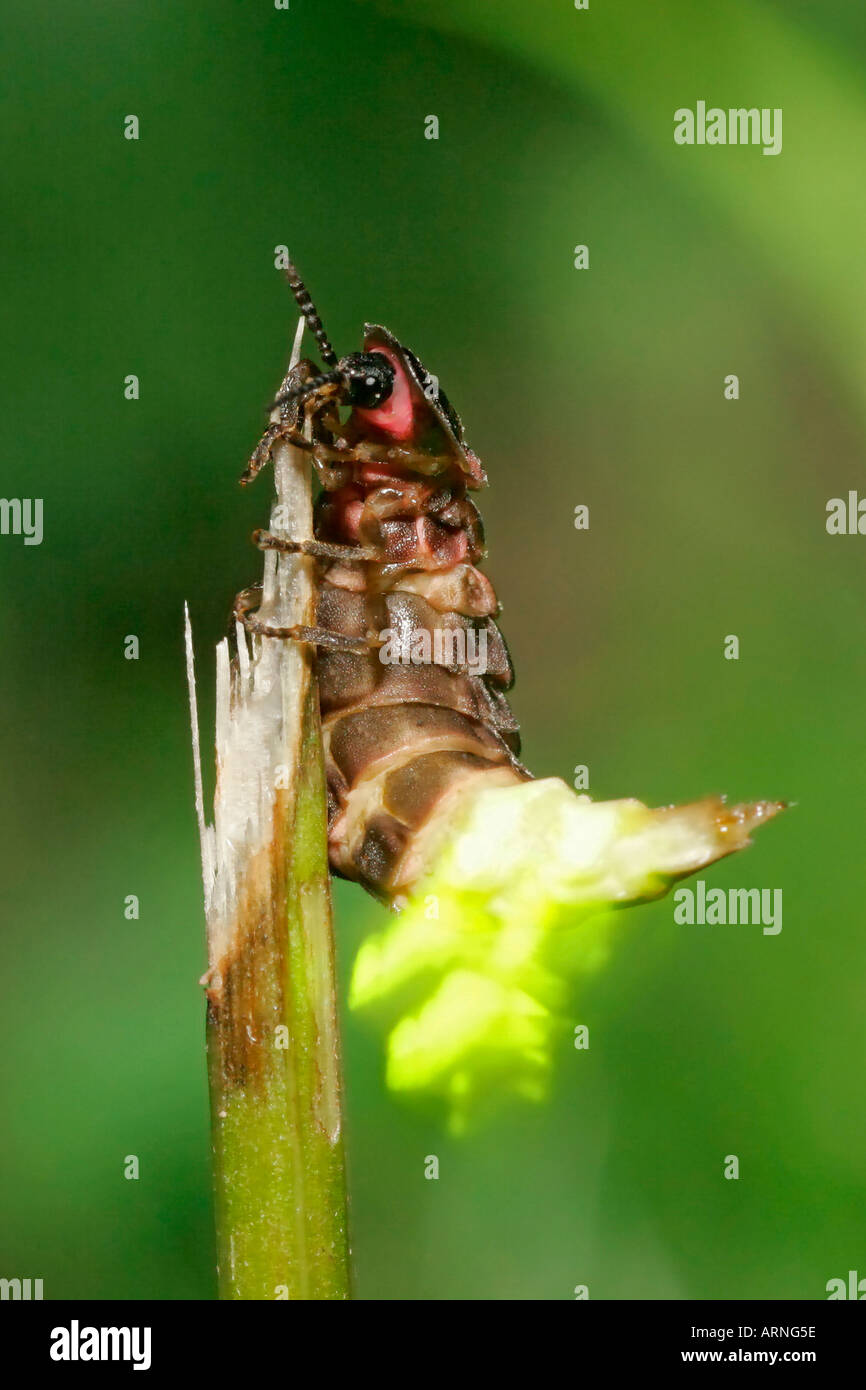 download glow worm butterfly download glow worm butterfly