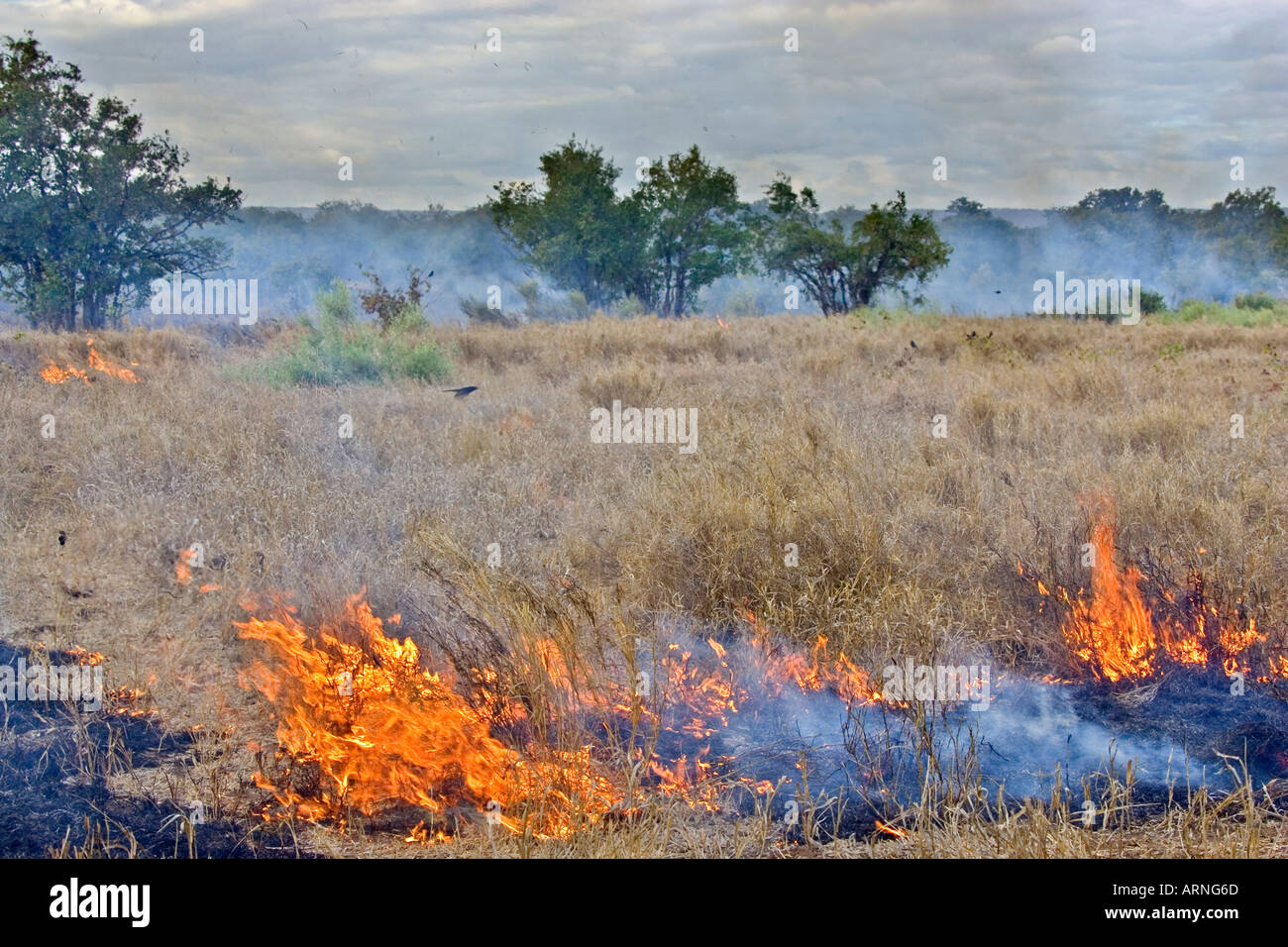 fire, steppe fire, South Africa, Kruger NP, Jul 05. Stock Photo
