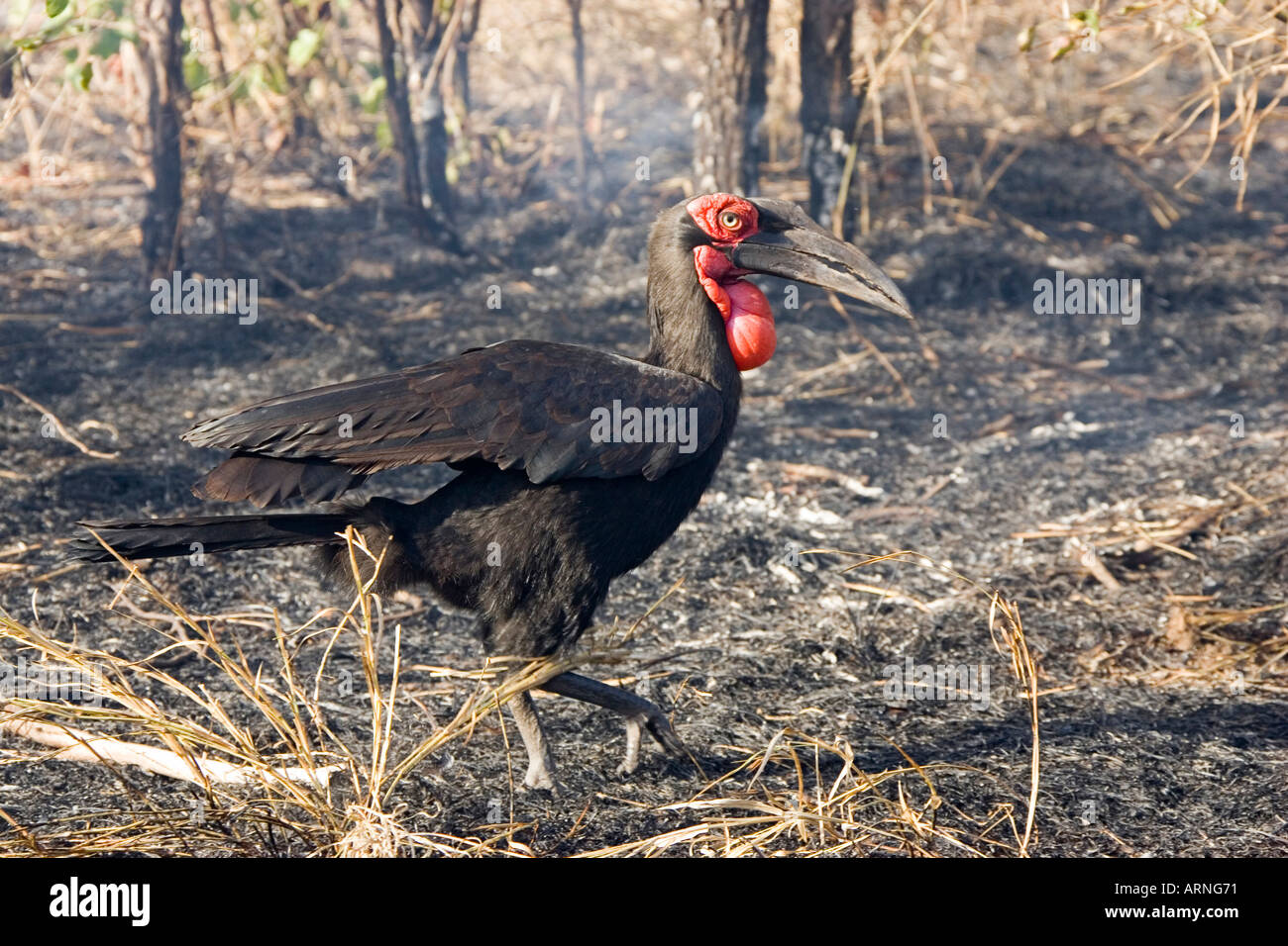 southern ground hornbill (Bucorvus leadbeateri), scorched earth, South Africa, Kruger NP, Jul 05. Stock Photo