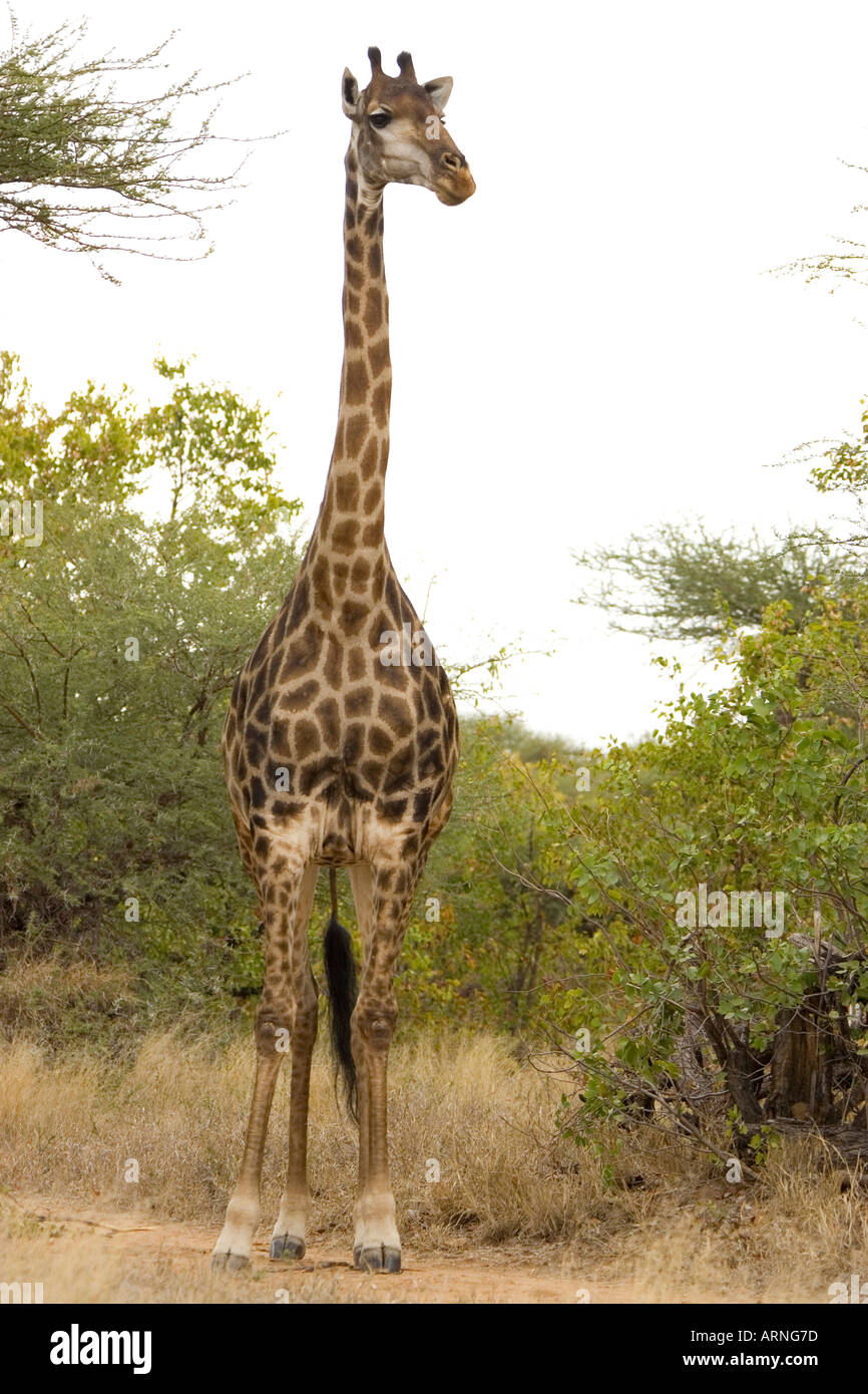 giraffe (Giraffa camelopardalis), South Africa, Kruger NP, Jul 05. Stock Photo