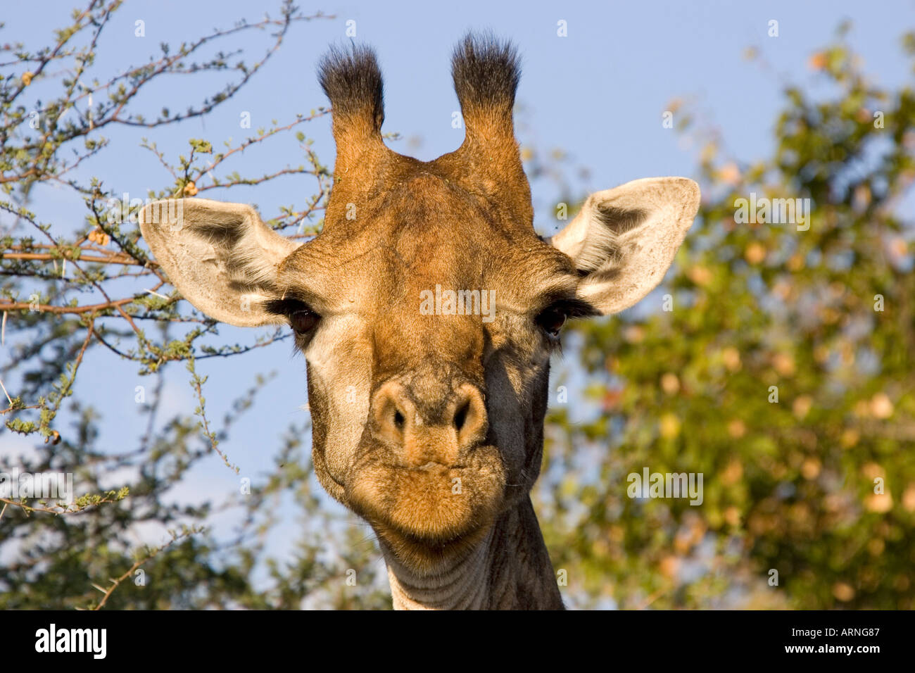 giraffe (Giraffa camelopardalis), head portrait, South Africa, Kruger NP, Jul 05. Stock Photo