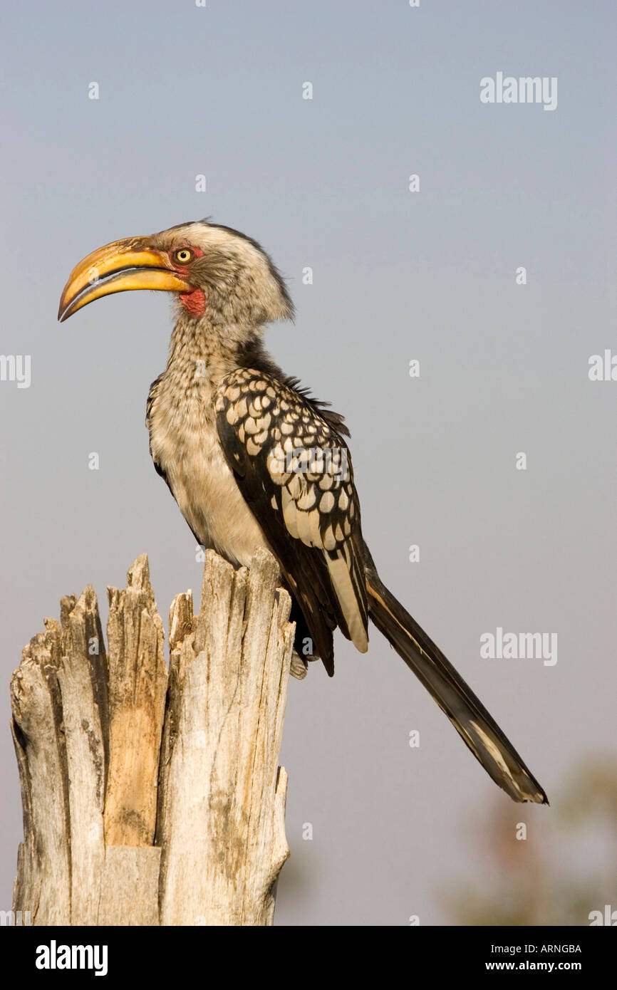 southern yellow-billed hornbill (Tockus leucomelas), on a tree, South Africa, Kruger NP, Jul 05. Stock Photo