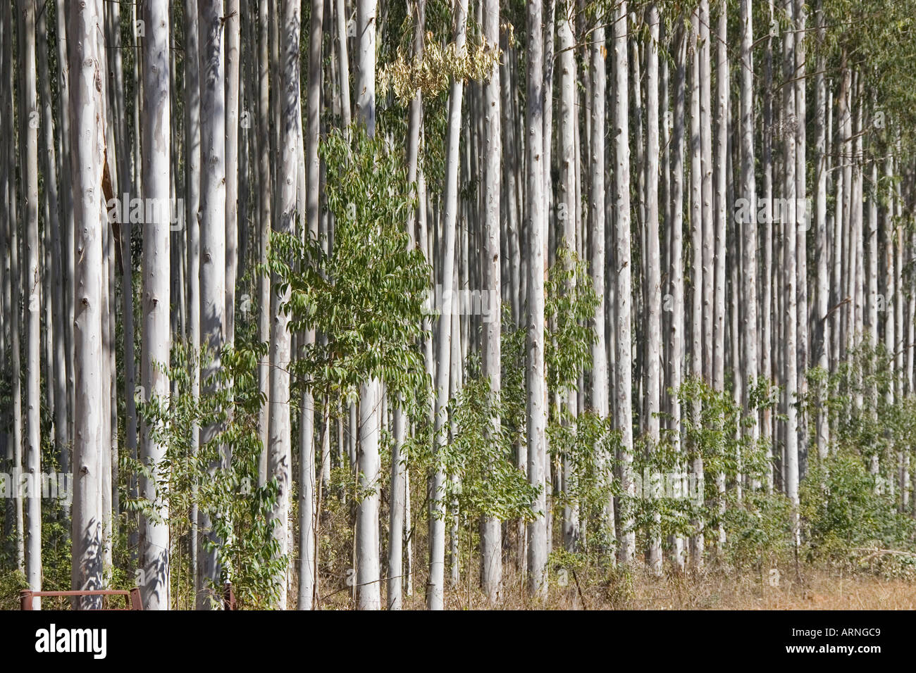 eucalyptus (Eucalyptus spec.), forest; monoculture, South Africa, Tzaneen, Jul 05. Stock Photo