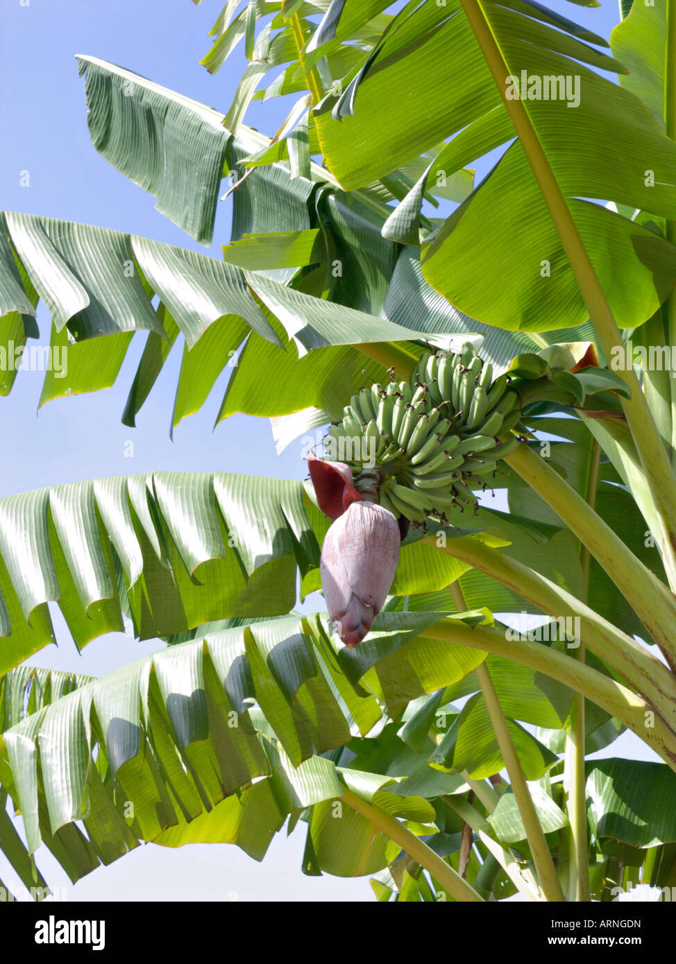 Banana (Musa acuminata Stock Photo - Alamy