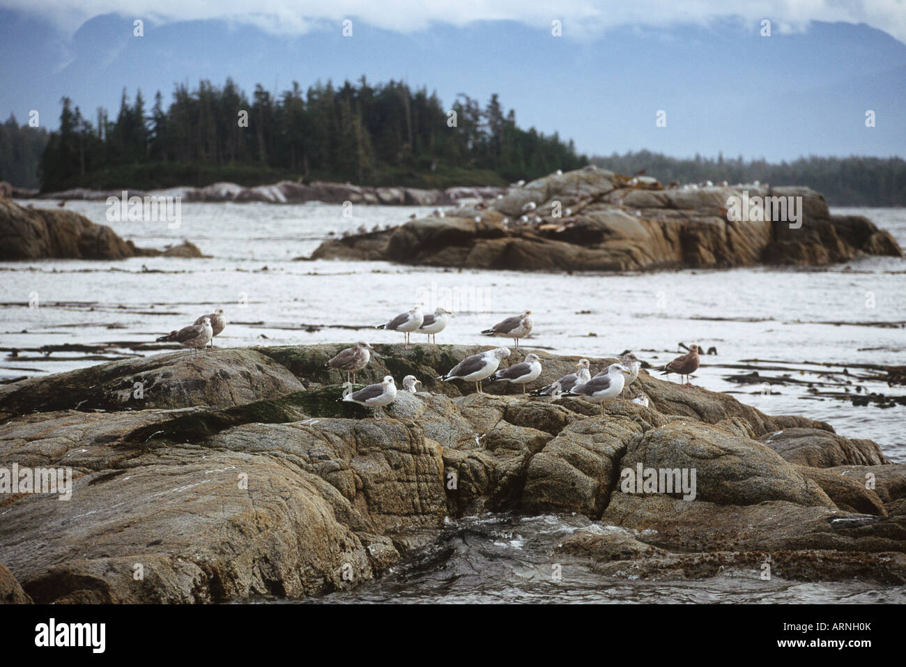 Broughton Archipelago, gulls on rocks, Vancouver Island, British