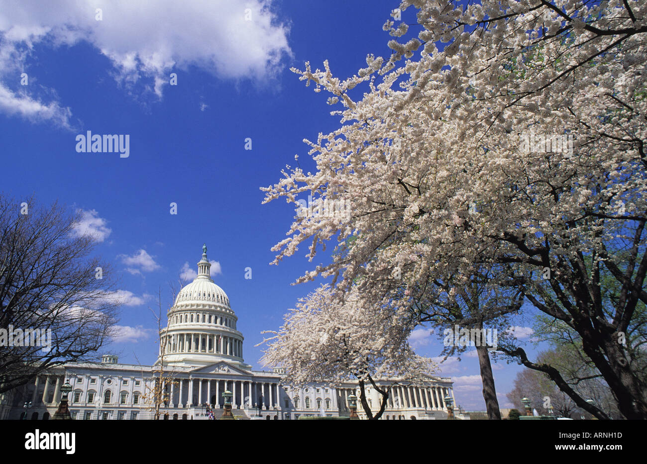 United capitol with cherry blossoms flowers washington dc usa hires