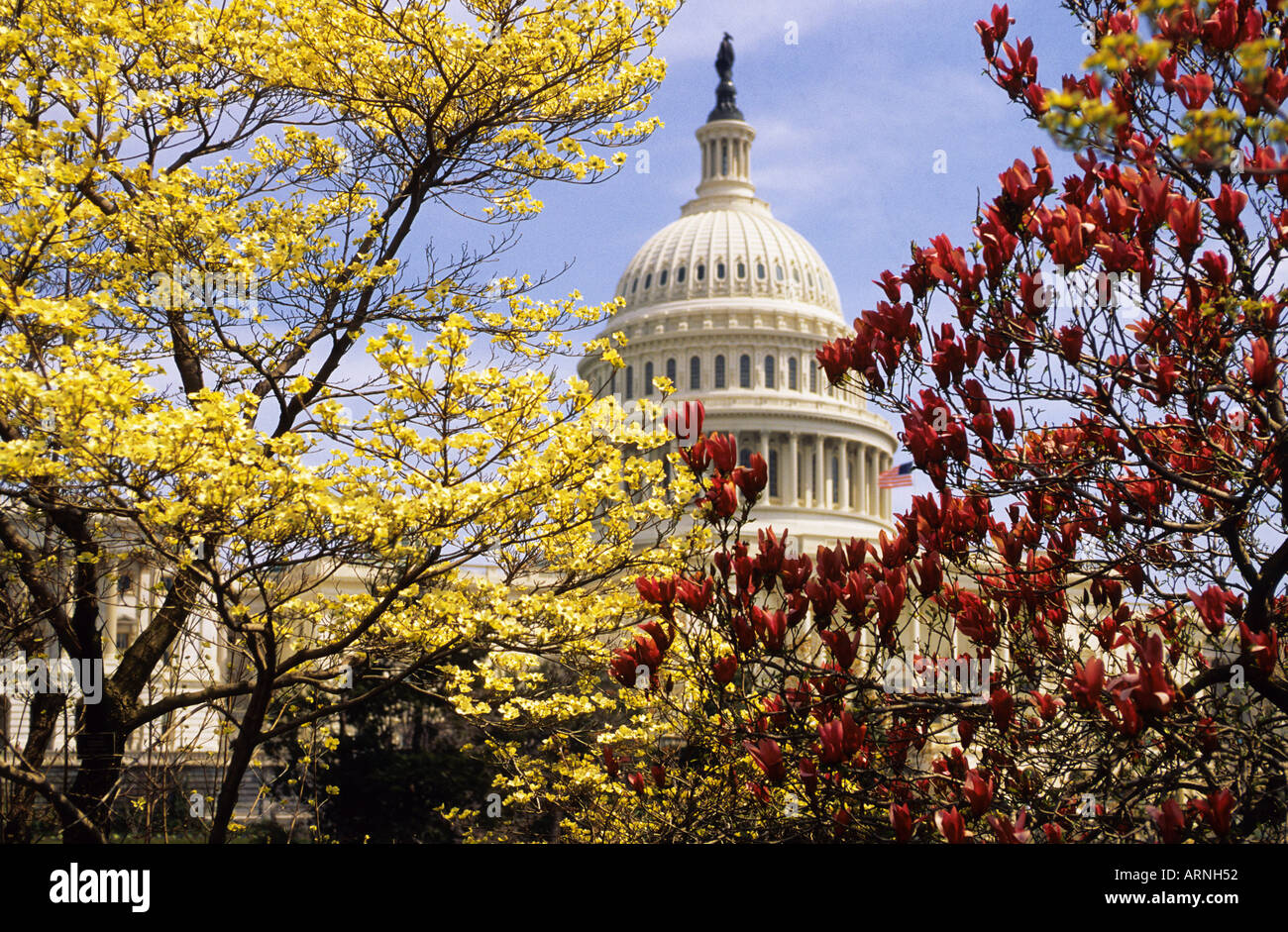 USA Washington DC The US Capitol Building Dome in the Spring Seen ...