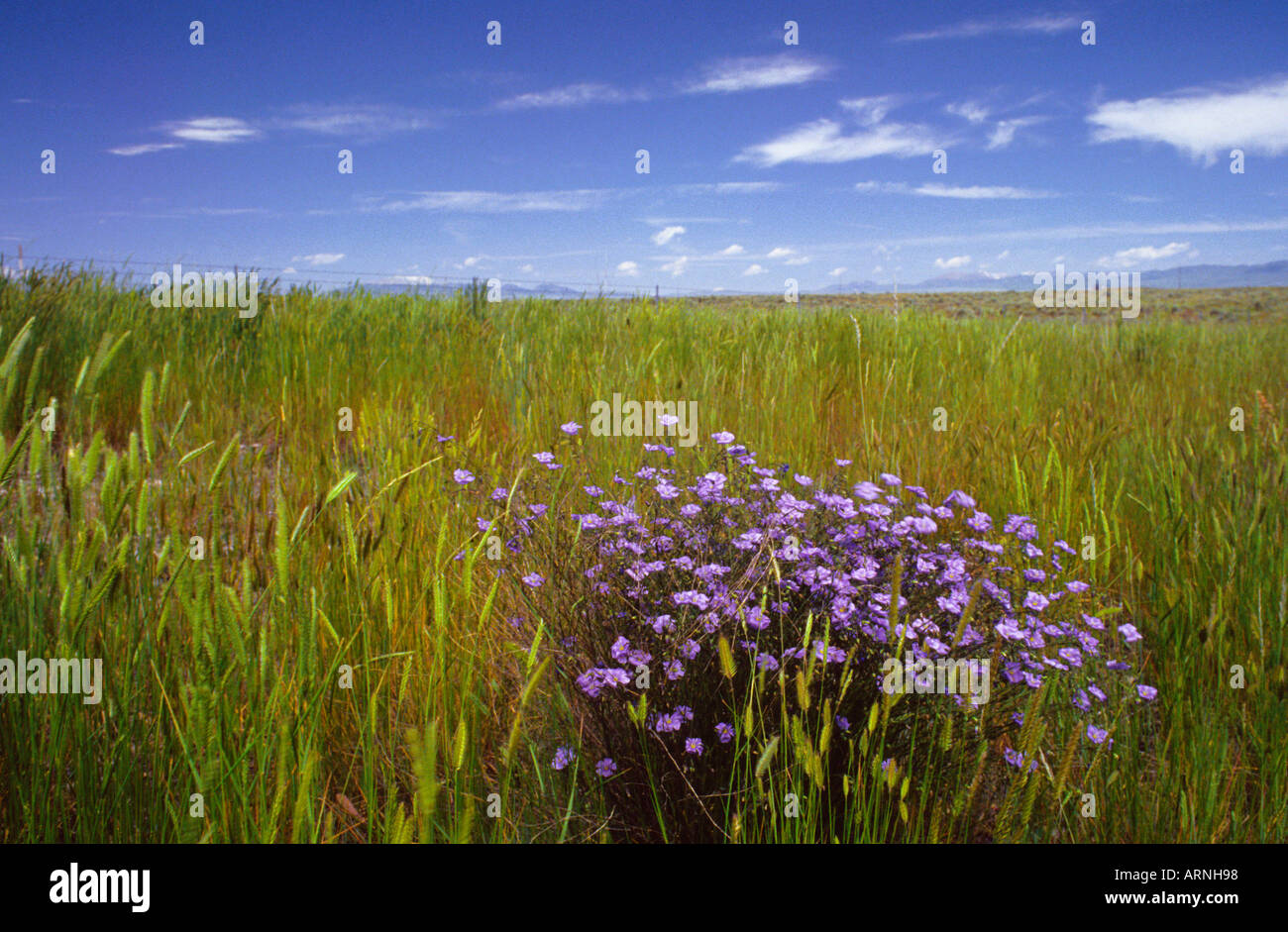 USA North America Dubois Idaho Wild Flowers and Tall Grass Growing by