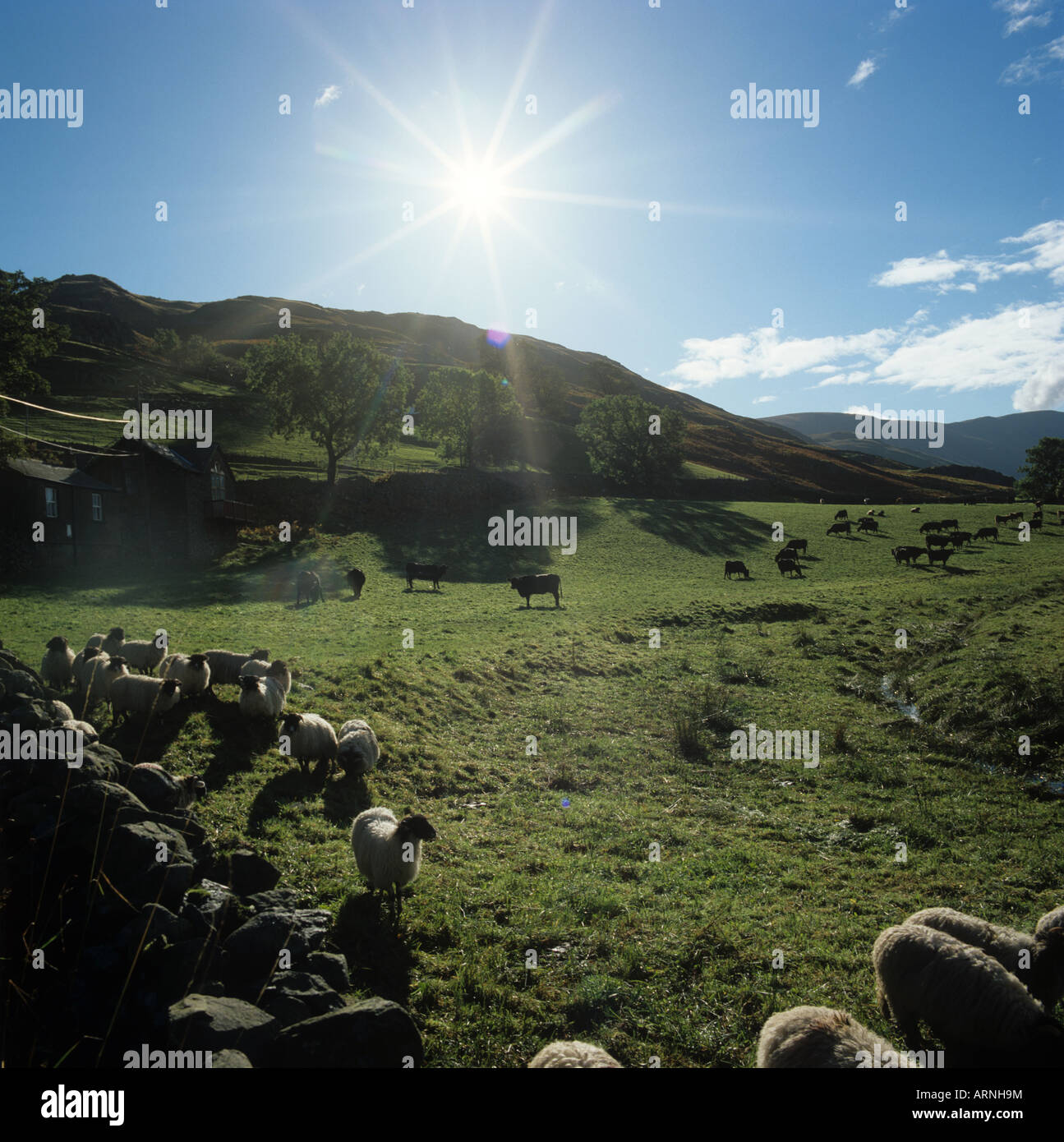 Contre jour view into the early morning sun of sheep grazing in the Lake District Cumbria Stock Photo