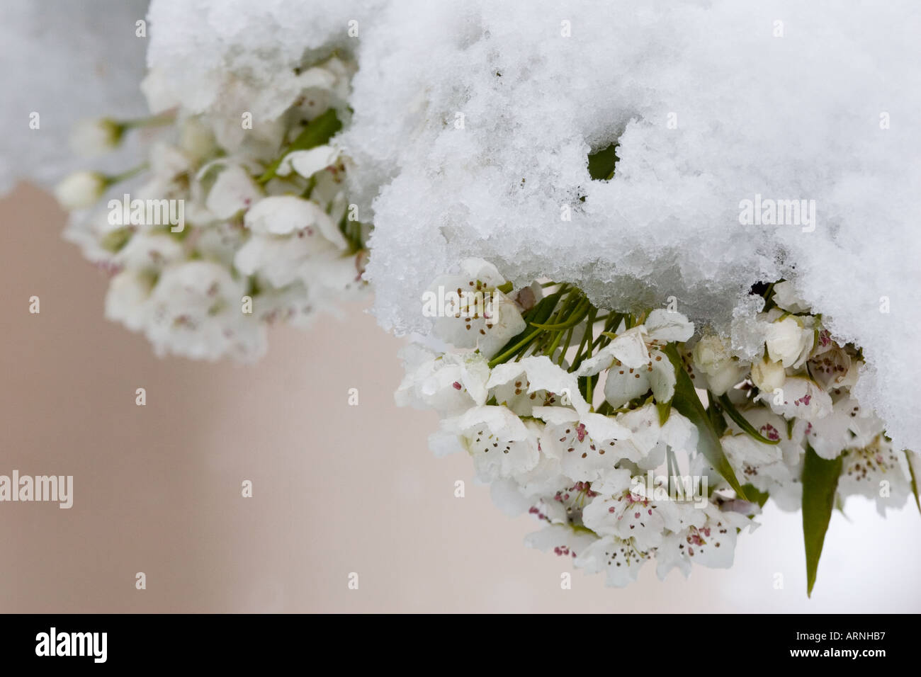Apple blossoms covered with snow. Stock Photo
