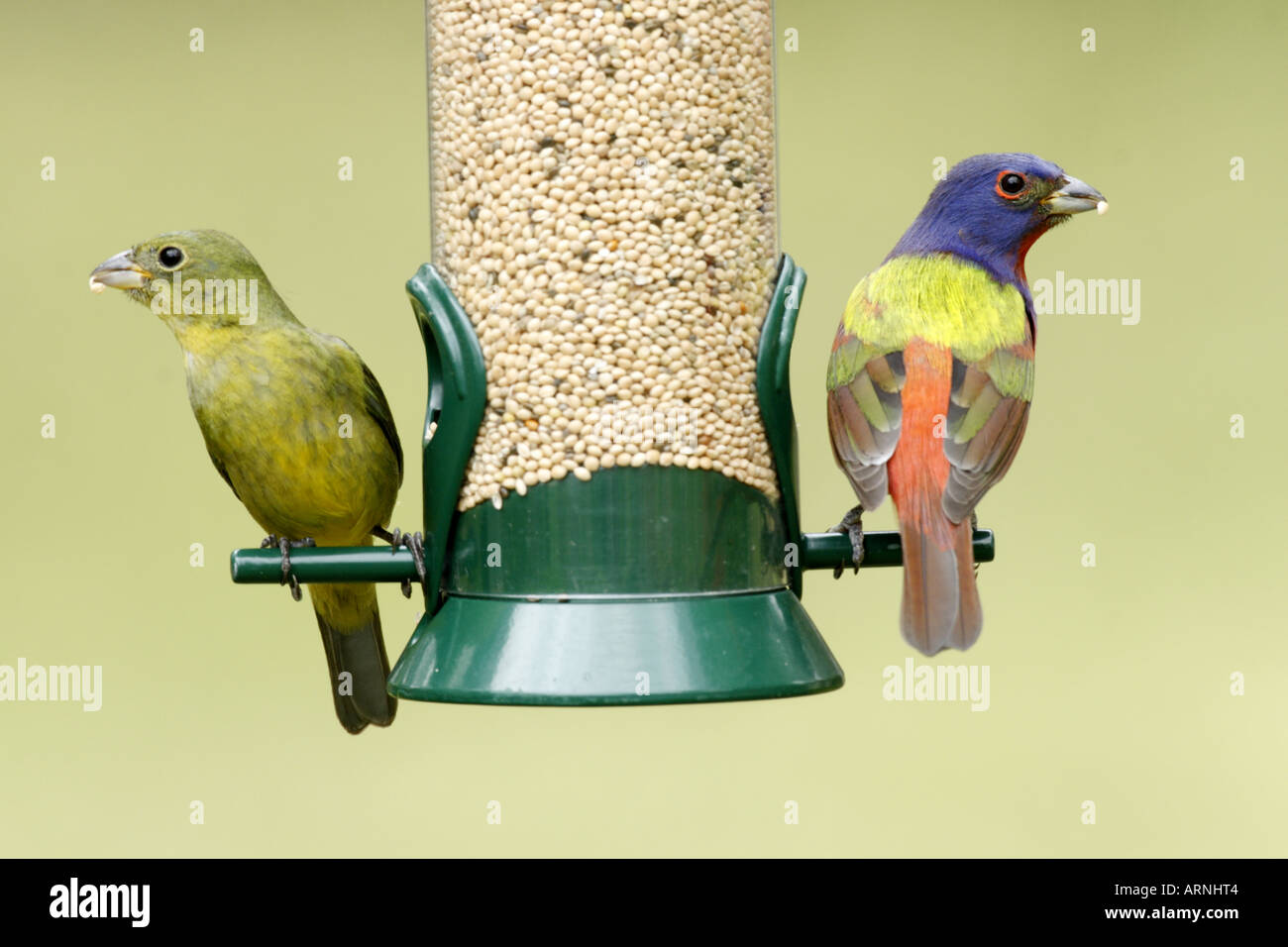Male and female painted buntings hires stock photography and images