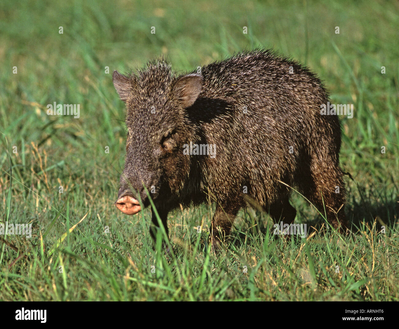 Javelinas hires stock photography and images Alamy